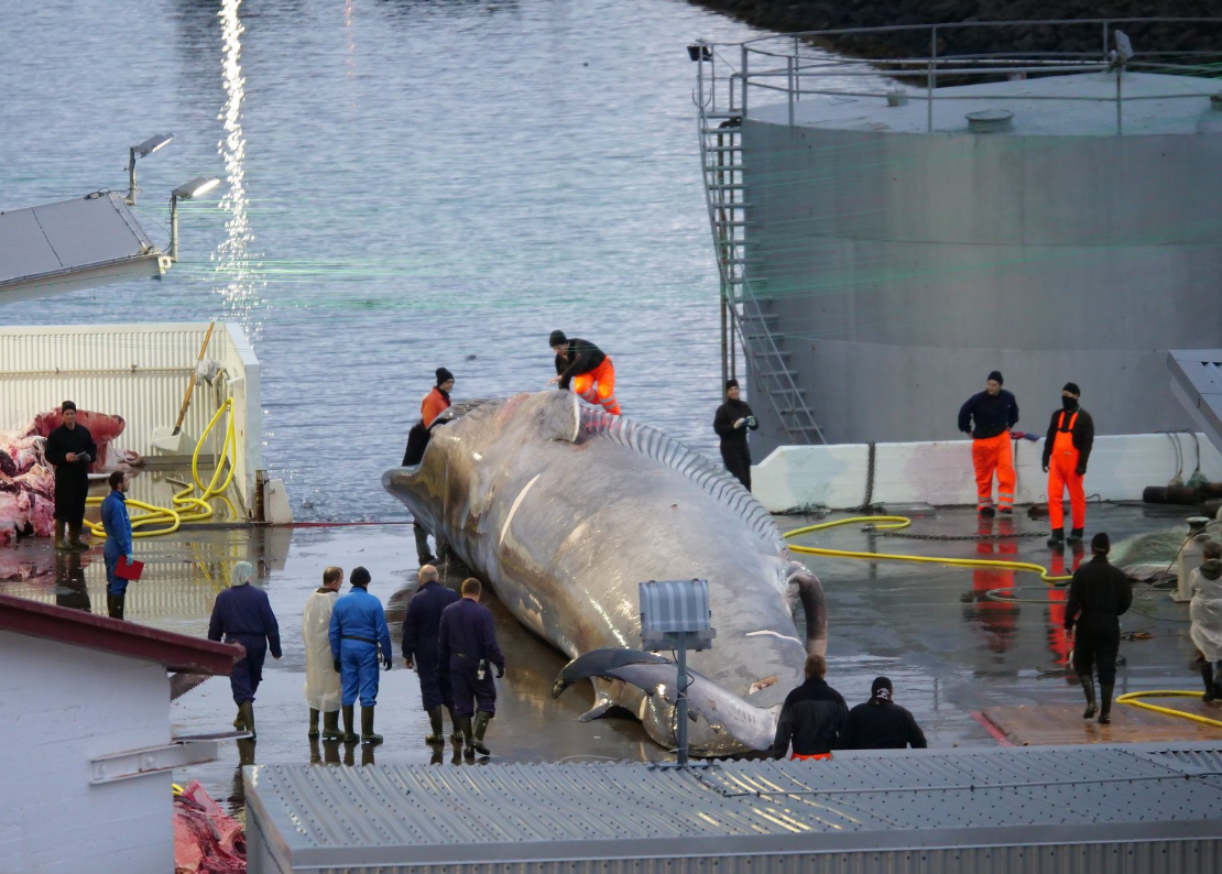 The whale was captured and brought to a port in Hvalfjordur