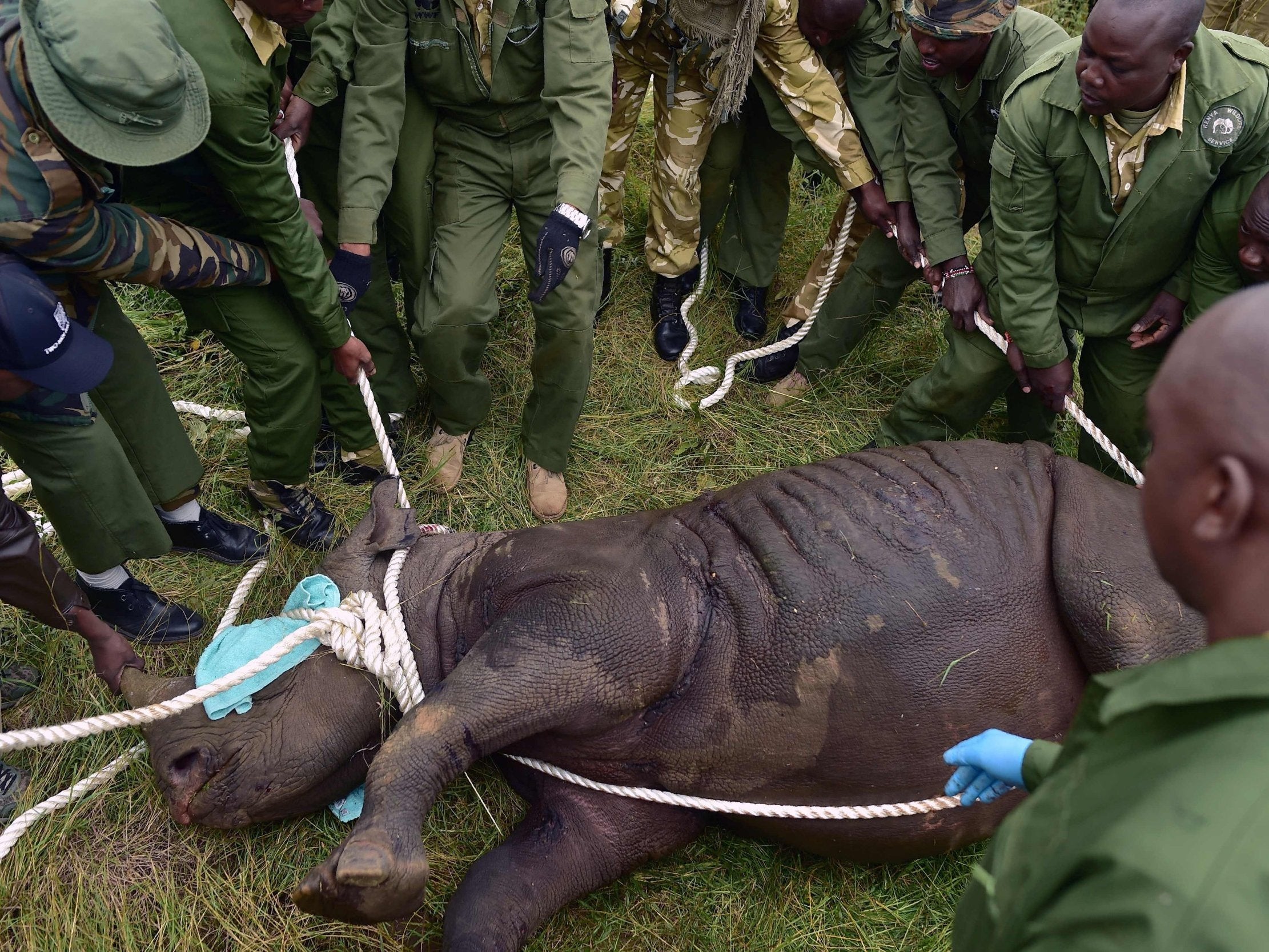 A sedated female black rhino being moved to a transfer crate at Nairobi National Park.