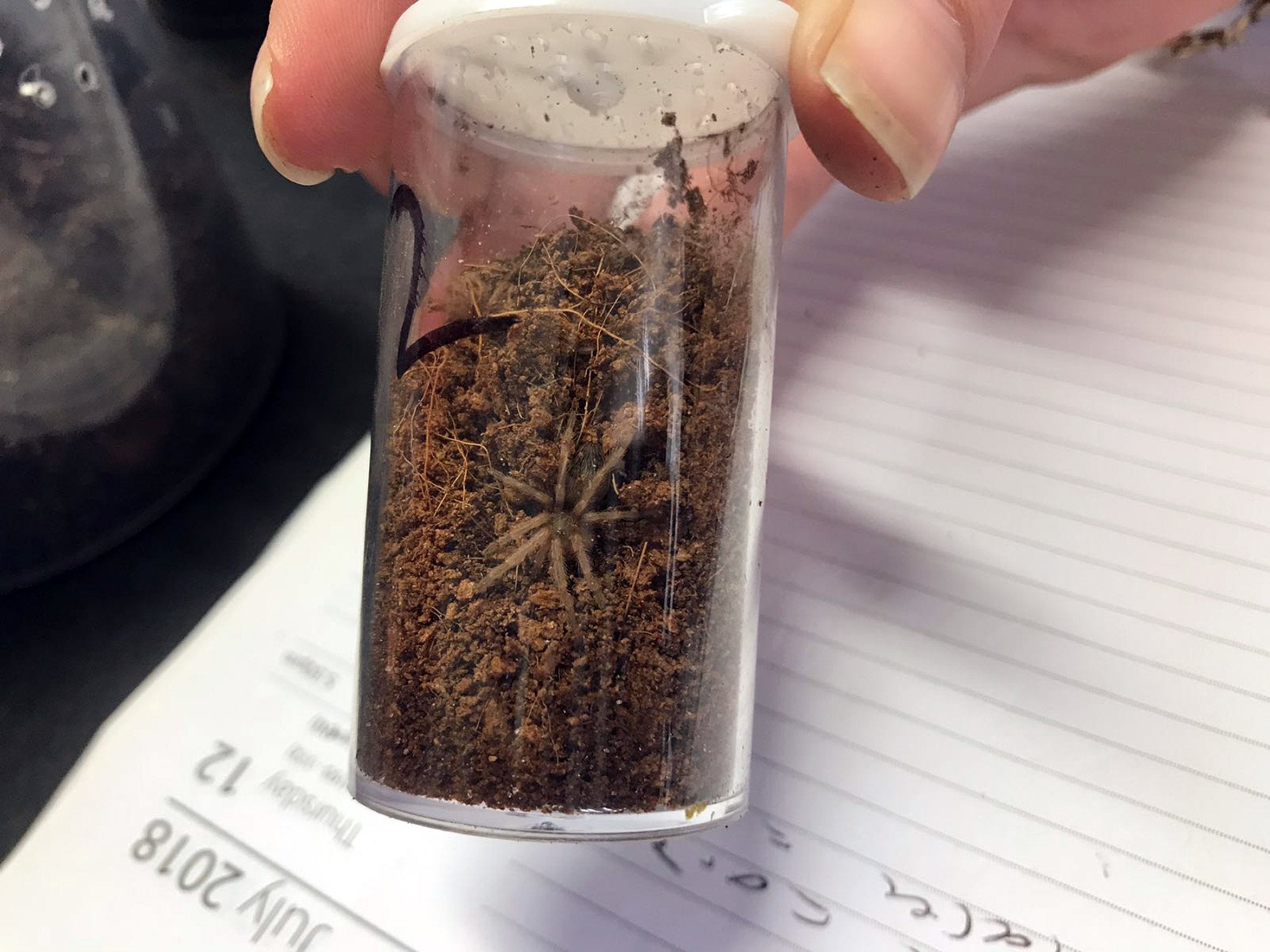 A case containing a baby tarantula found dumped in a Derbyshire car park