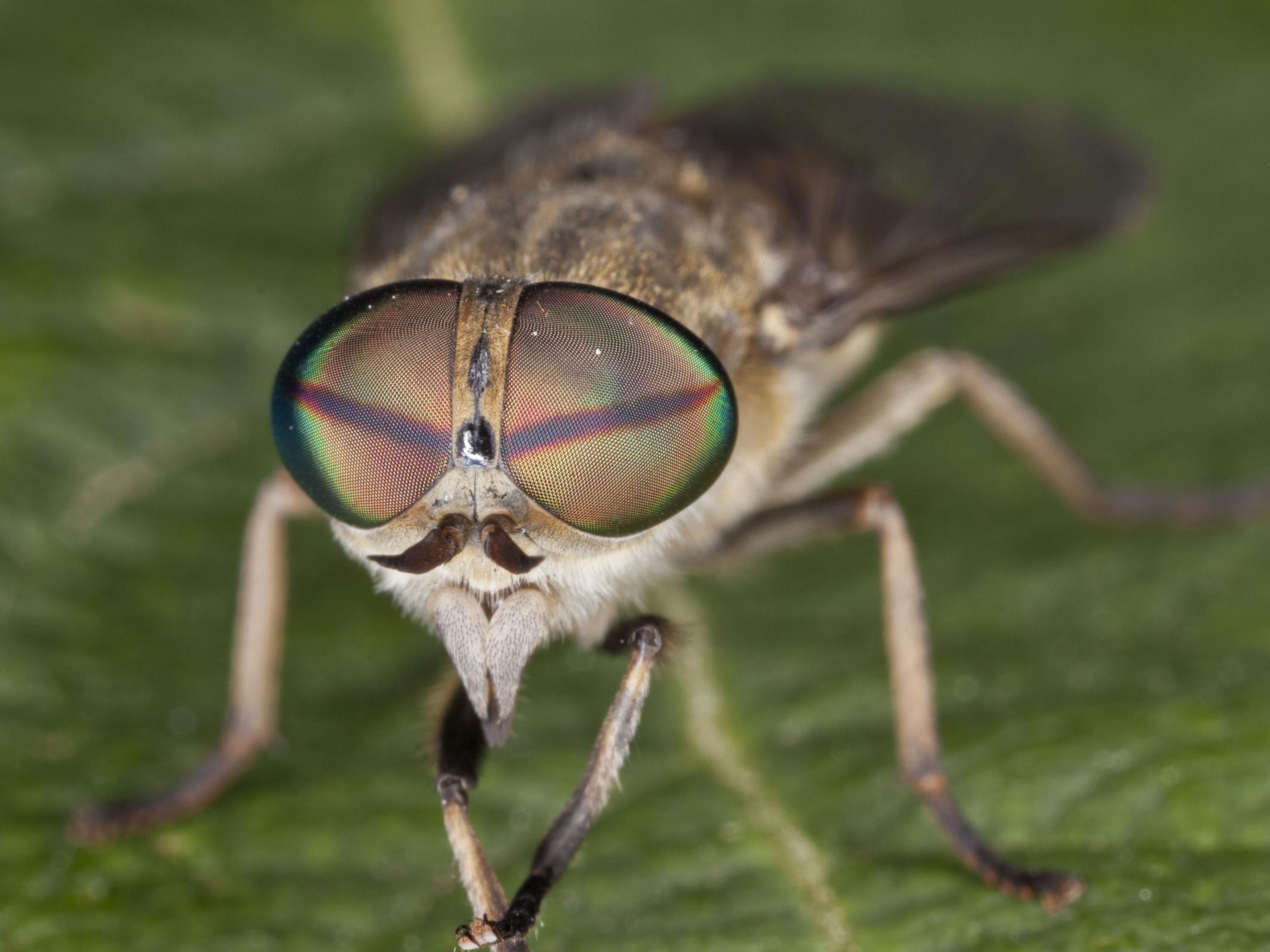 An infected-horsefly bite can cause a nasty rash, dizziness, shortage of breath, and weak and swollen limbs.