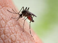 Drug that makes human blood 'lethal' to mosquitoes can combat malaria