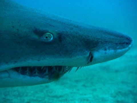 Sand tiger sharks are among the species expected to make their way to UK waters