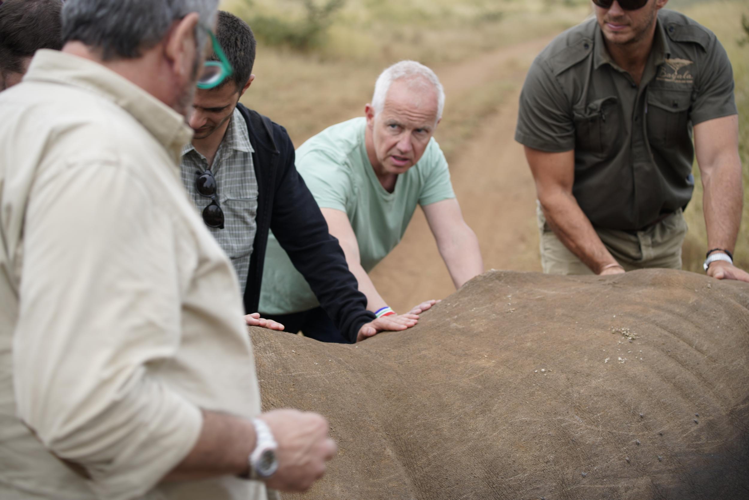 The rhino is tranquilised before the procedure begins