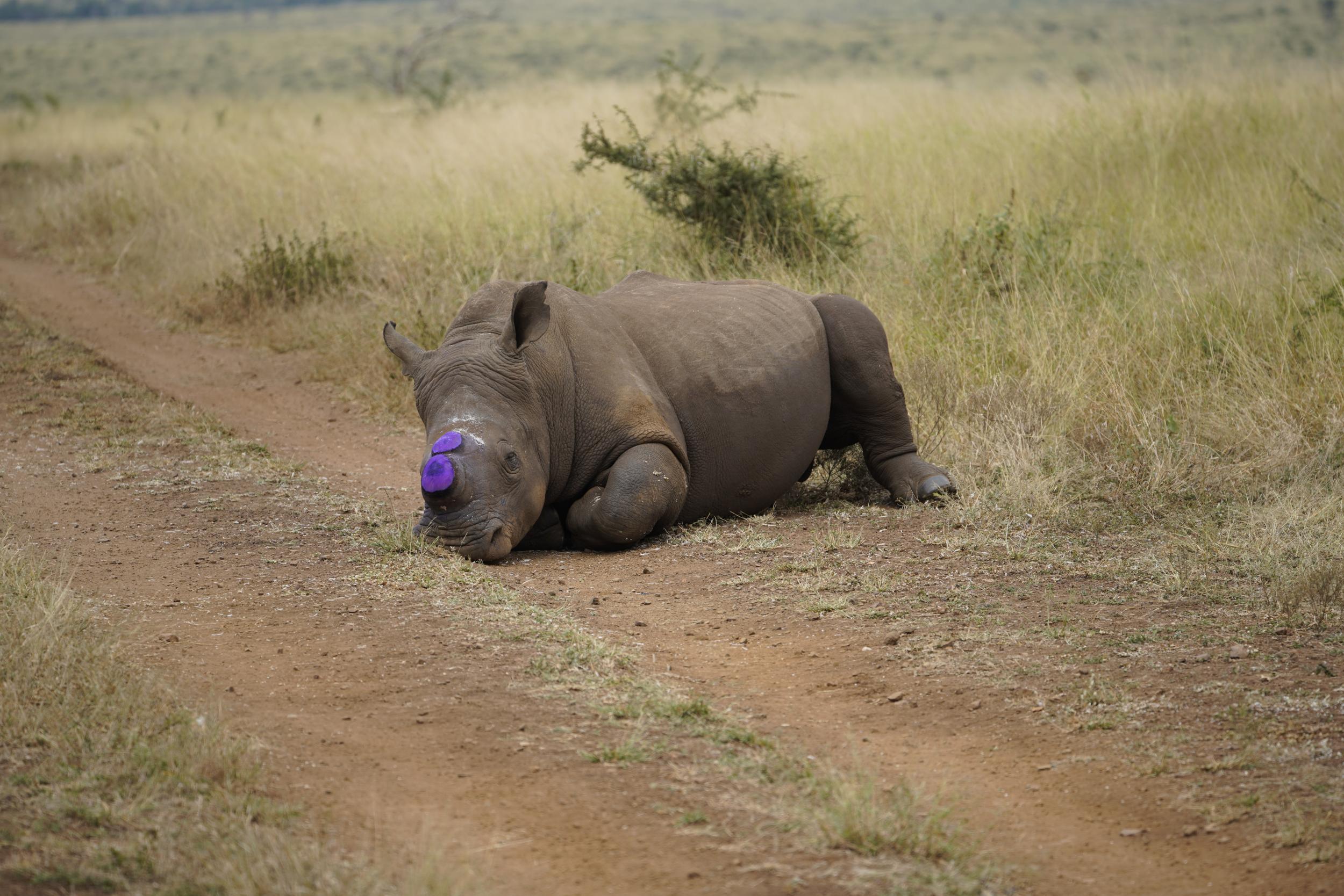 Poachers often kill rhinos to steal their horns