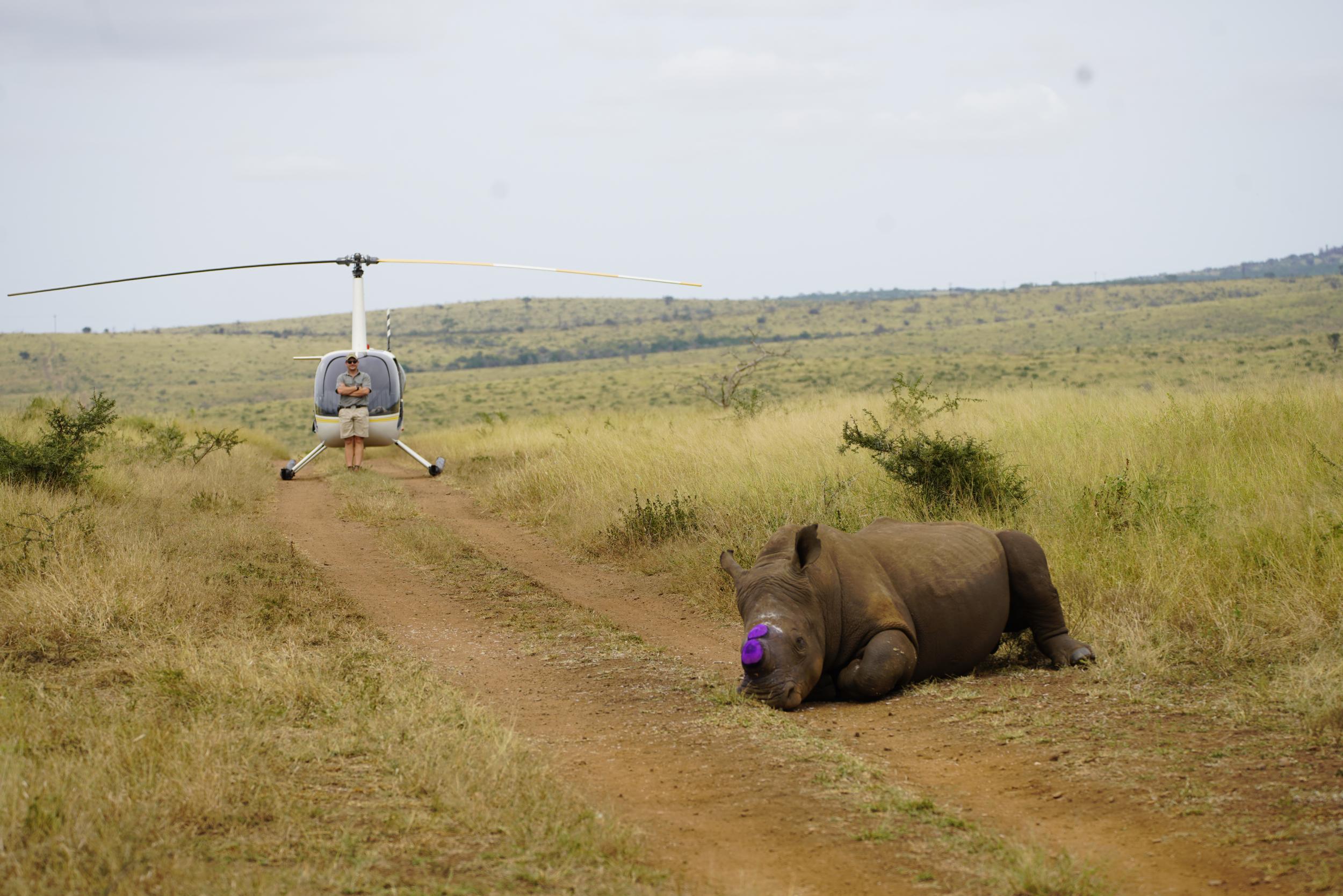 Rhinos without horns are less likely to be killed by poachers