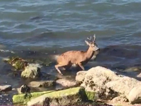 Roe deer dies after being lassoed by member of public