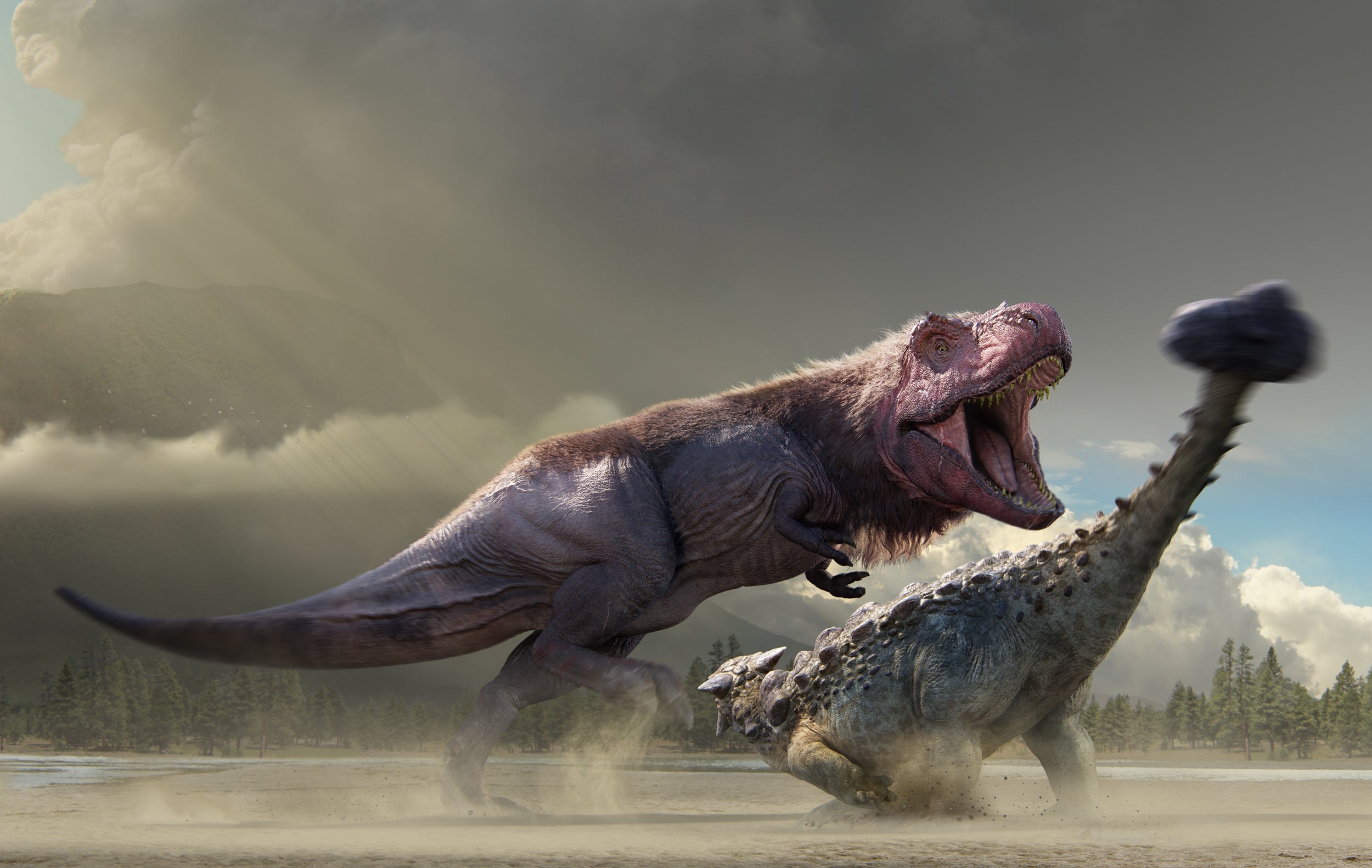 A Tyrannosaurus fighting an Ankylosaurus