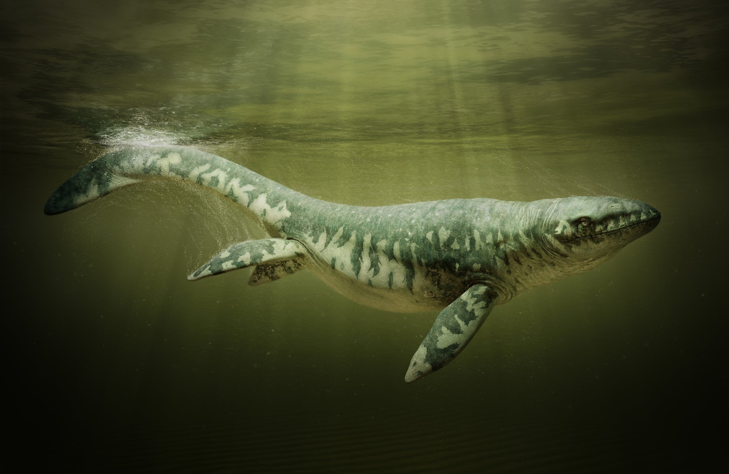 Mosasaurs lived approximately 66 million years ago