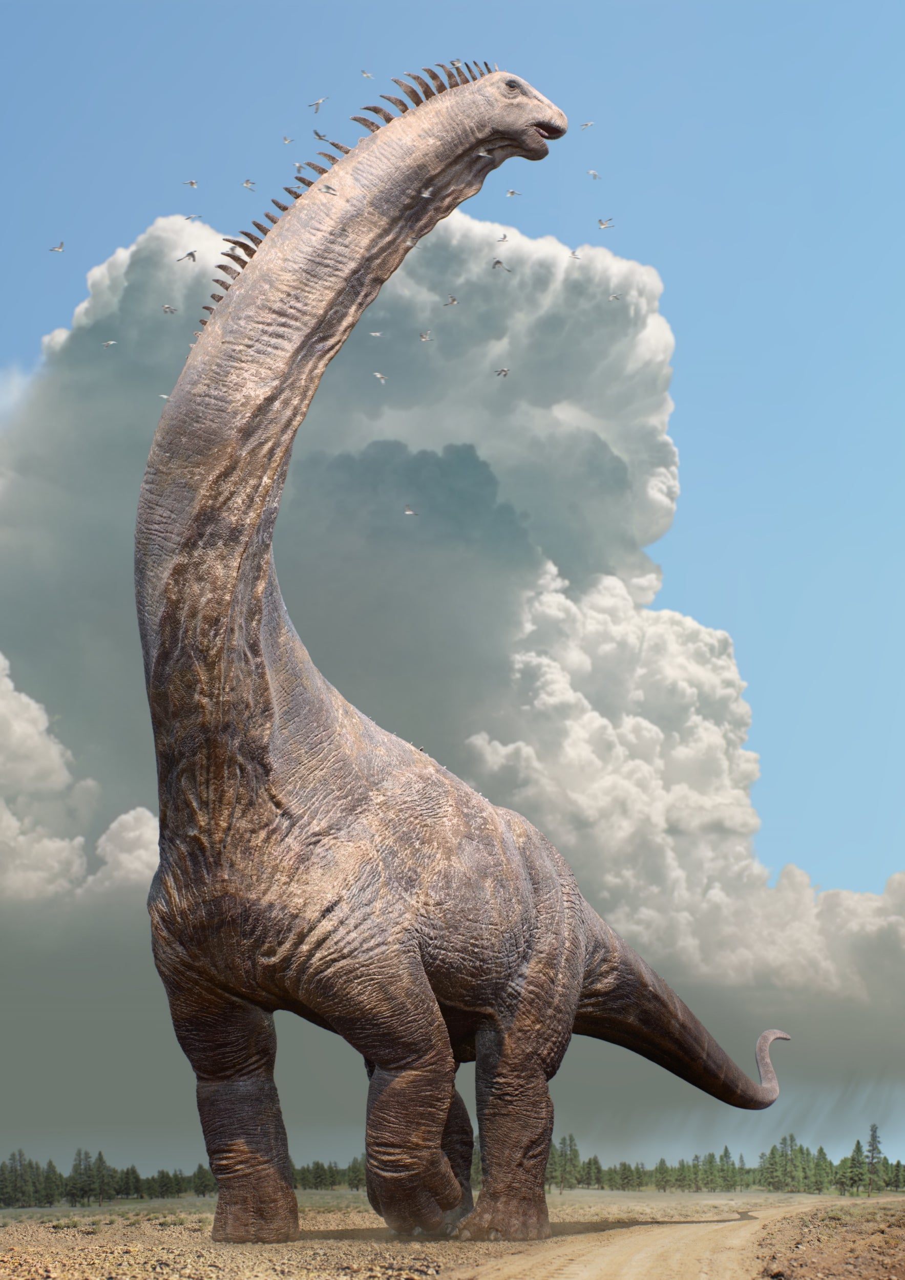 A female Alamosaurus