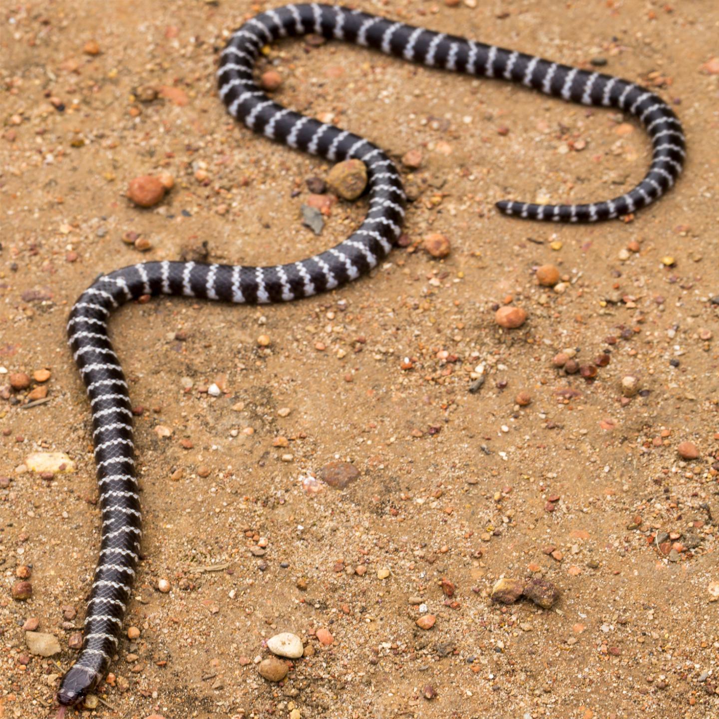 The bandy-bandy, a species of burrowing snake, is thought to be at risk because of mining