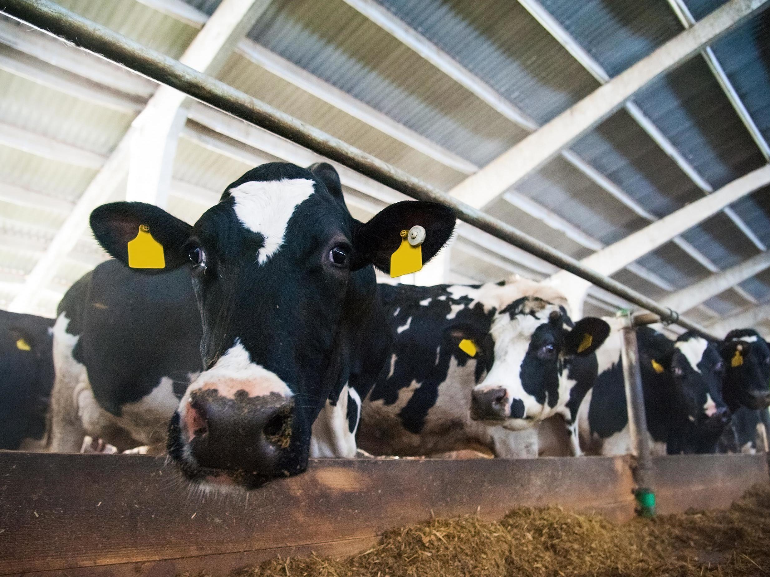 Scientists mixed seaweed into their feed and sweetened it with molasses