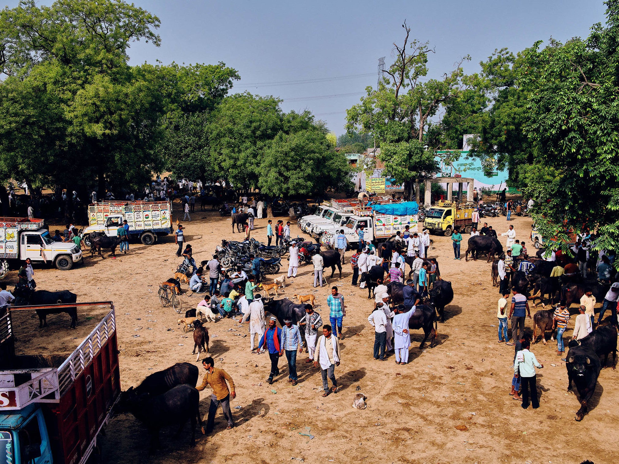 Dozens of slaughterhouses have been closed or prevented from opening; now the market and meat-processing plant in Aligarh is one of the only options left