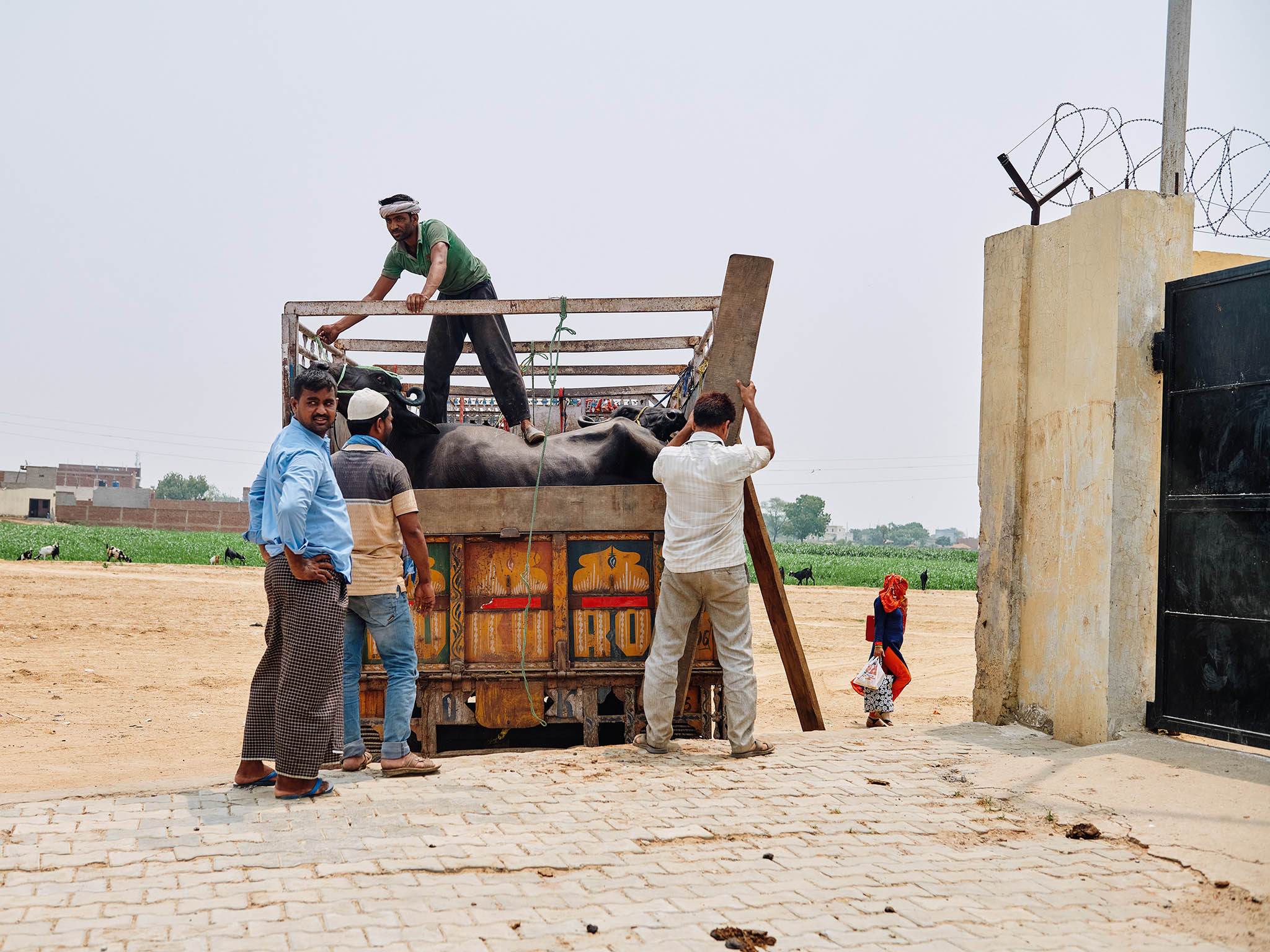 Many cattle breeders take their animals to the livestock market and meat-processing plant in Aligarh