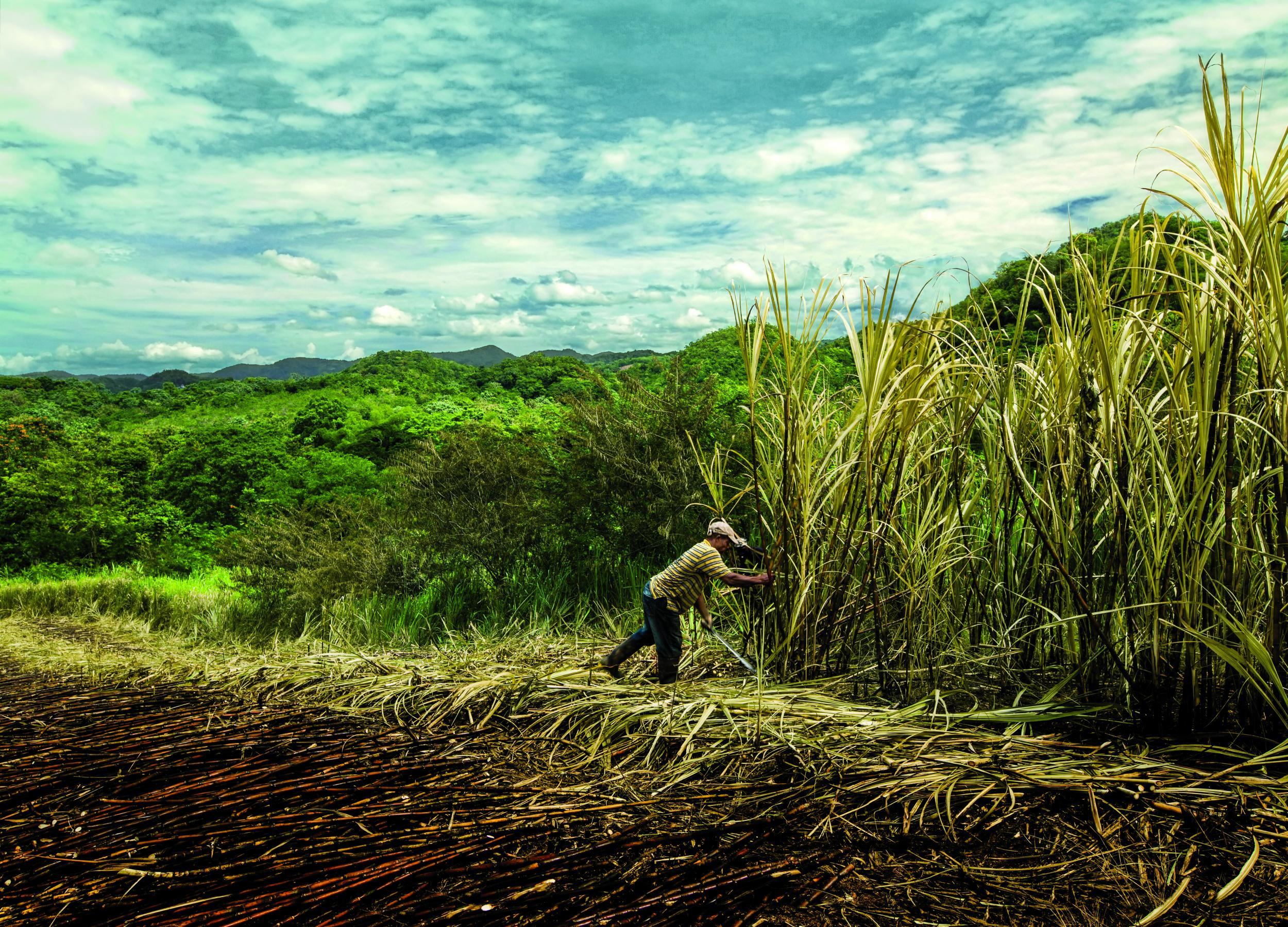 Appleton Estate has been making rum for 265 years