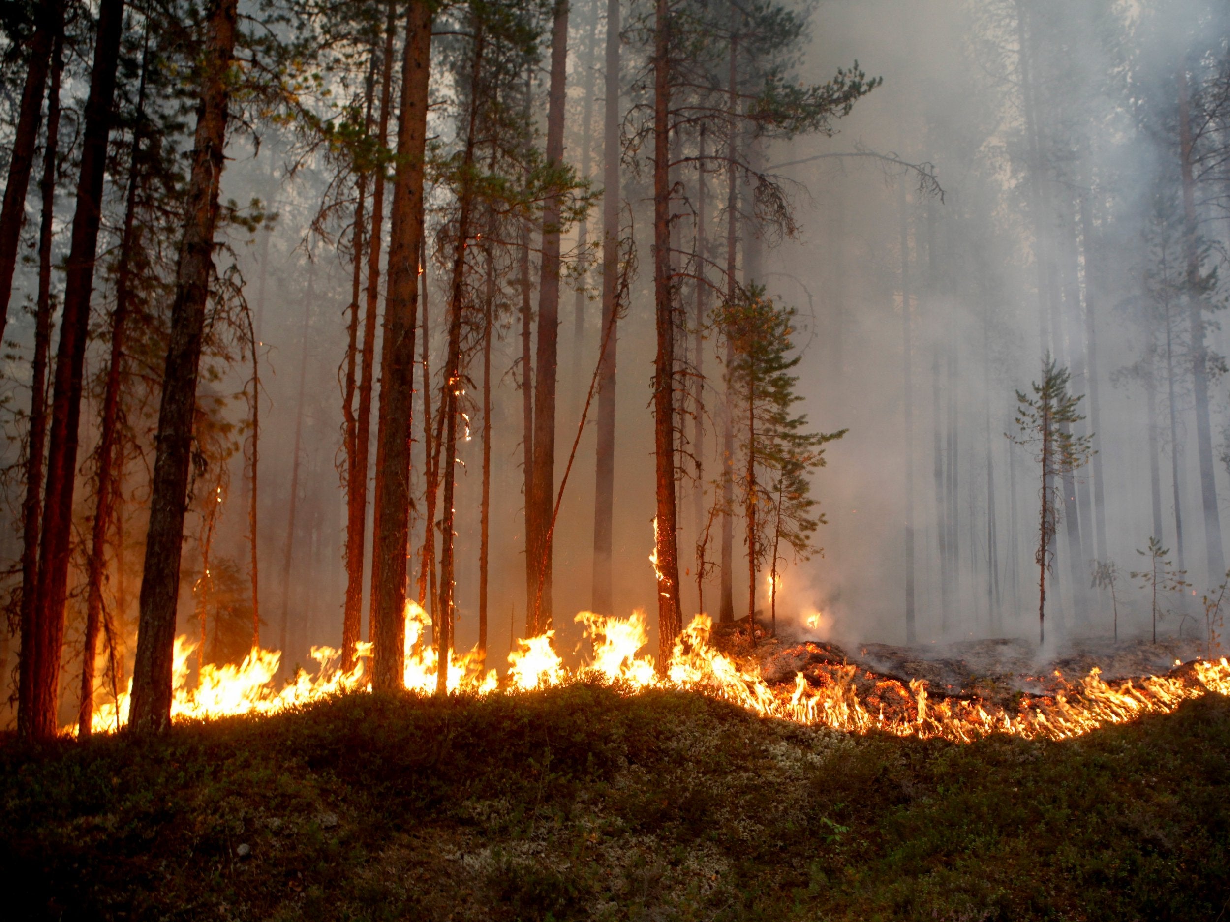 A wildfire burns in Karbole, Sweden, as temperatures across Scandinavia continue to exceed 30C