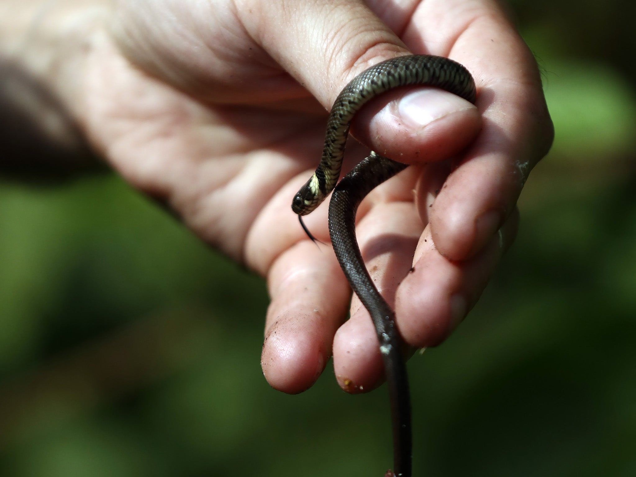 Scientists are not sure where snakes originated from and how they spread throughout the world