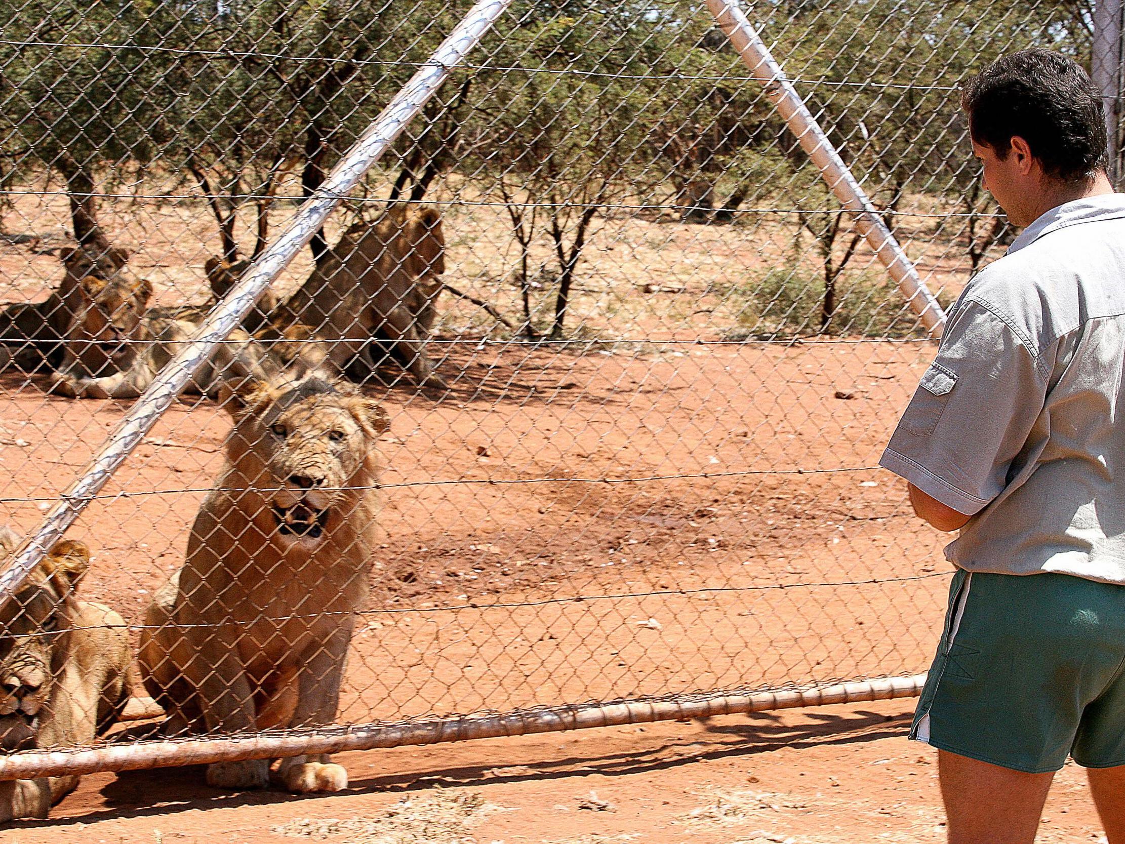 Lions are bred on South African farms to attract trophy-hunters and for their bones to be sold