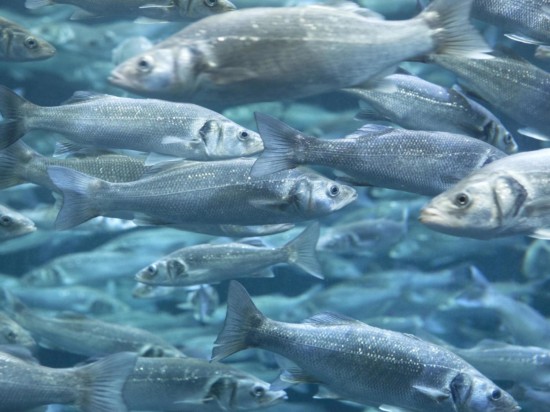 Sea bass change direction when disturbed by underwater vehicles