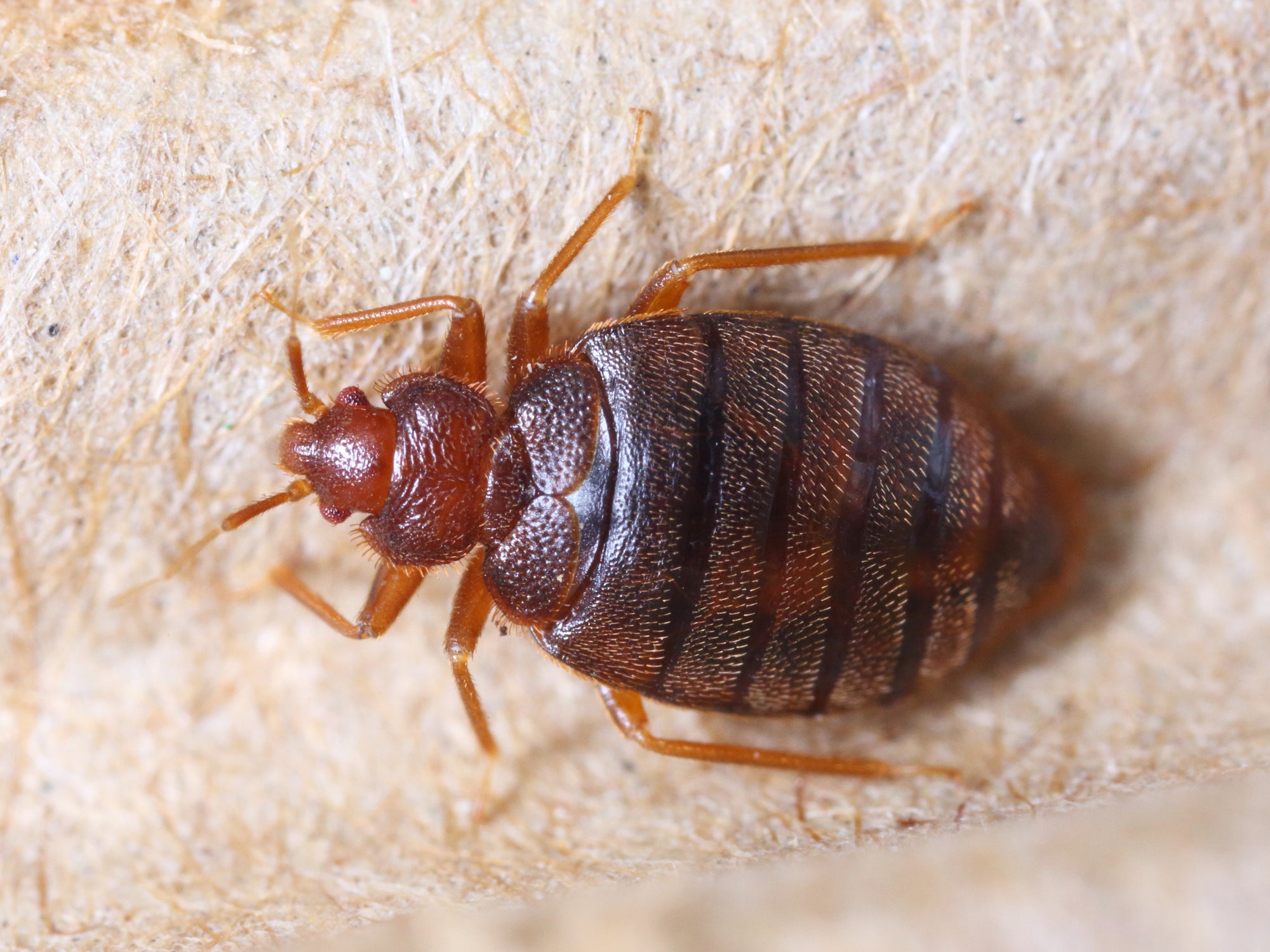 Bed bugs were reported on Air India flights over a period of days last week