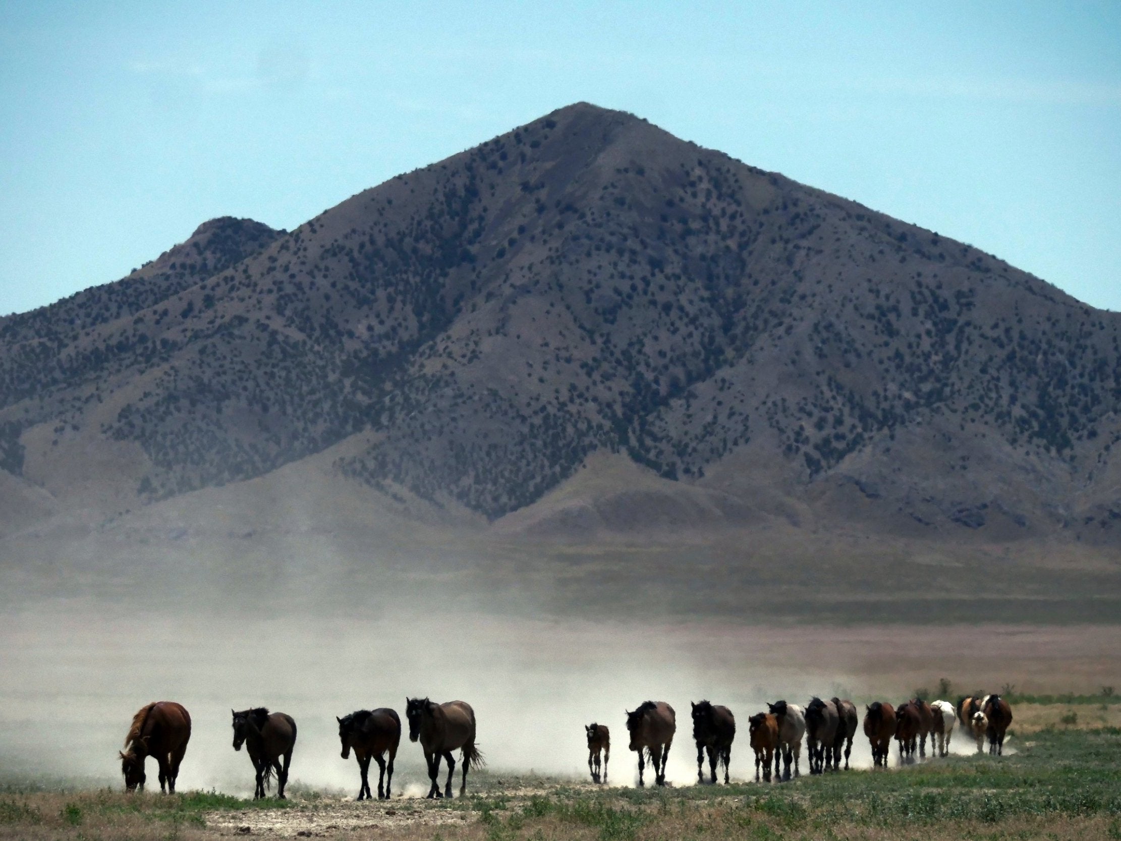 Wild horses in the American West face dangerous drought conditions that have dried of their food and water supplies