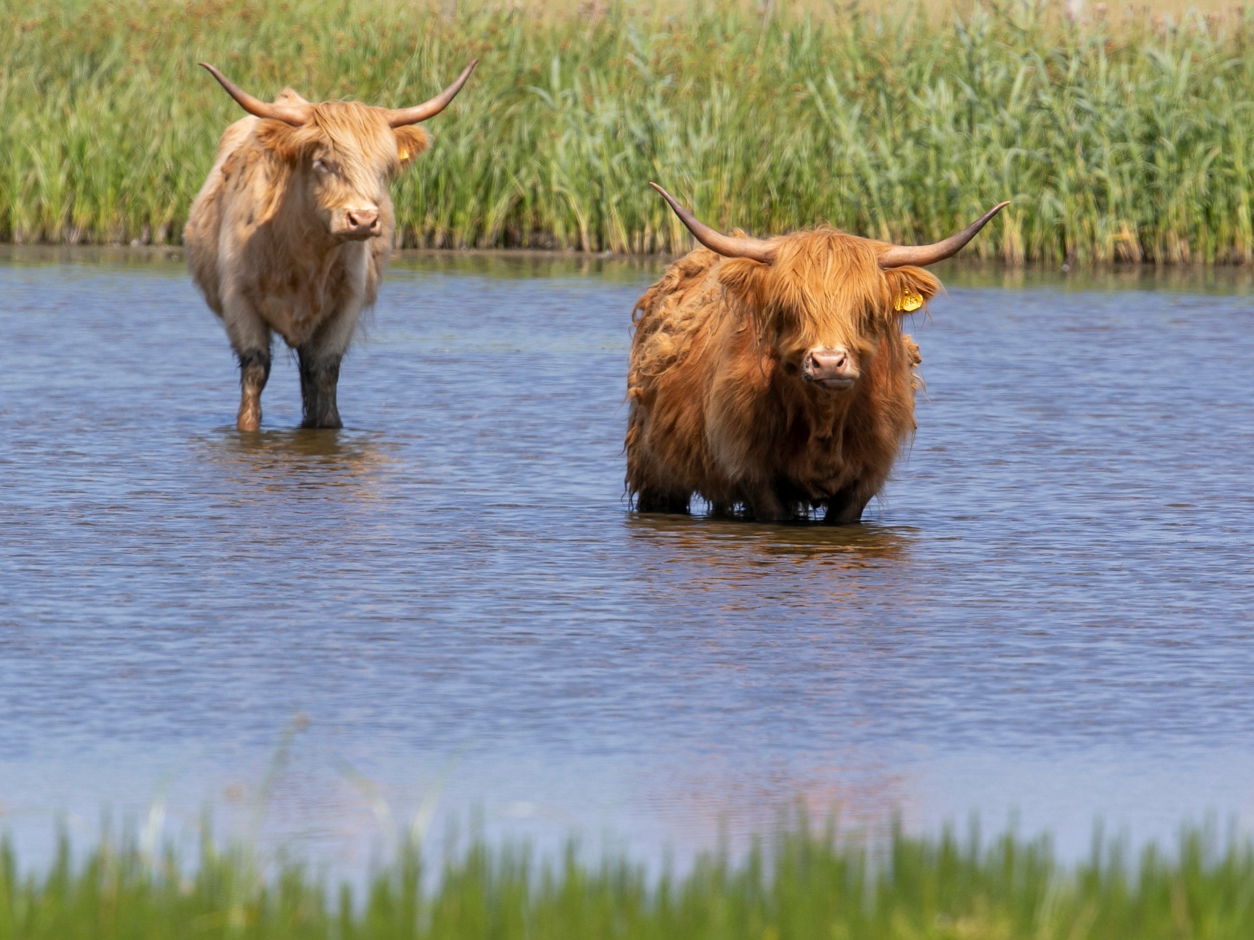 Highland cows take a dip in Northumberland. SWNS