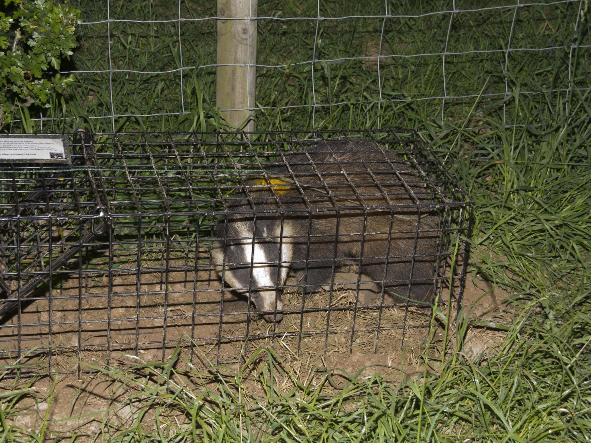 Badgers are trapped before being shot