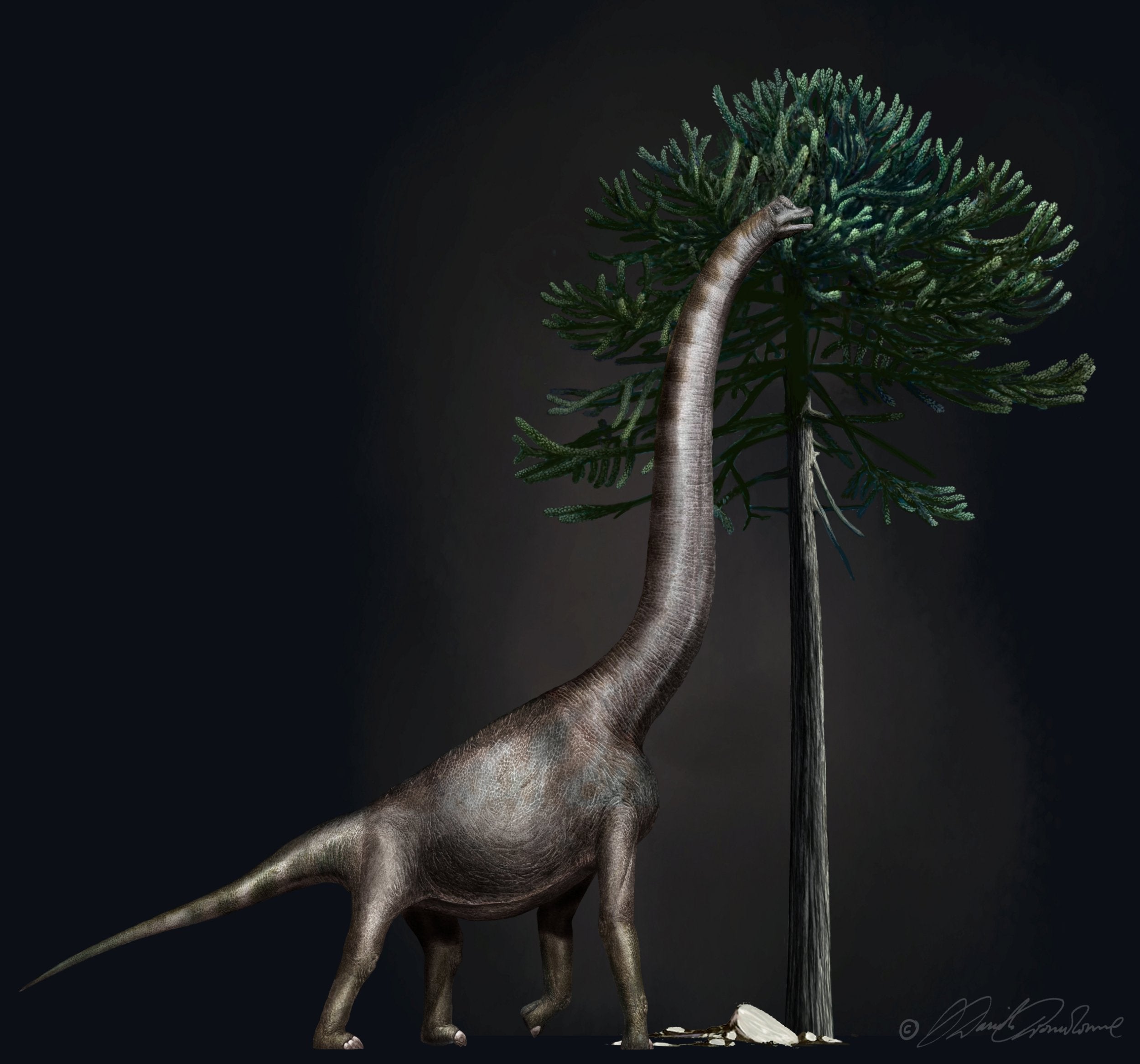 The plant-eating brachiosaur was one of the largest land animals to ever roam the Earth