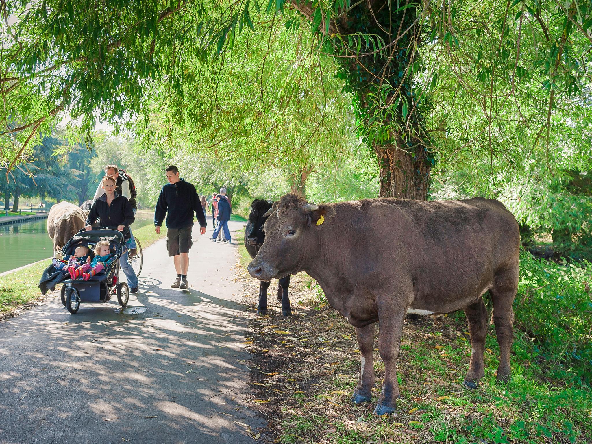 The cattle also save the cost of lawnmowing, by munching the grass around the city to varying heights (Alamy)