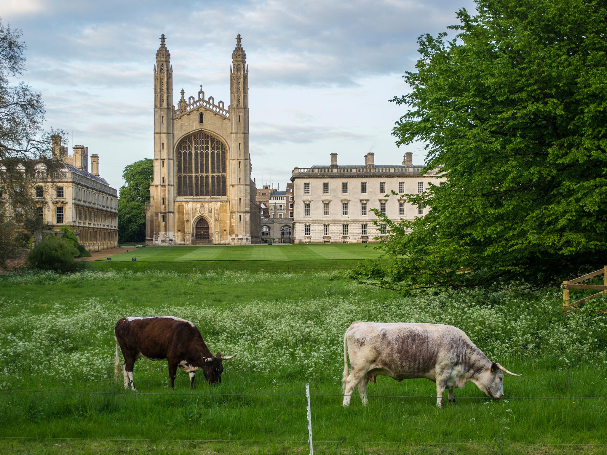 ‘The cows provide a connection through the centuries to the ancient uses of this land’