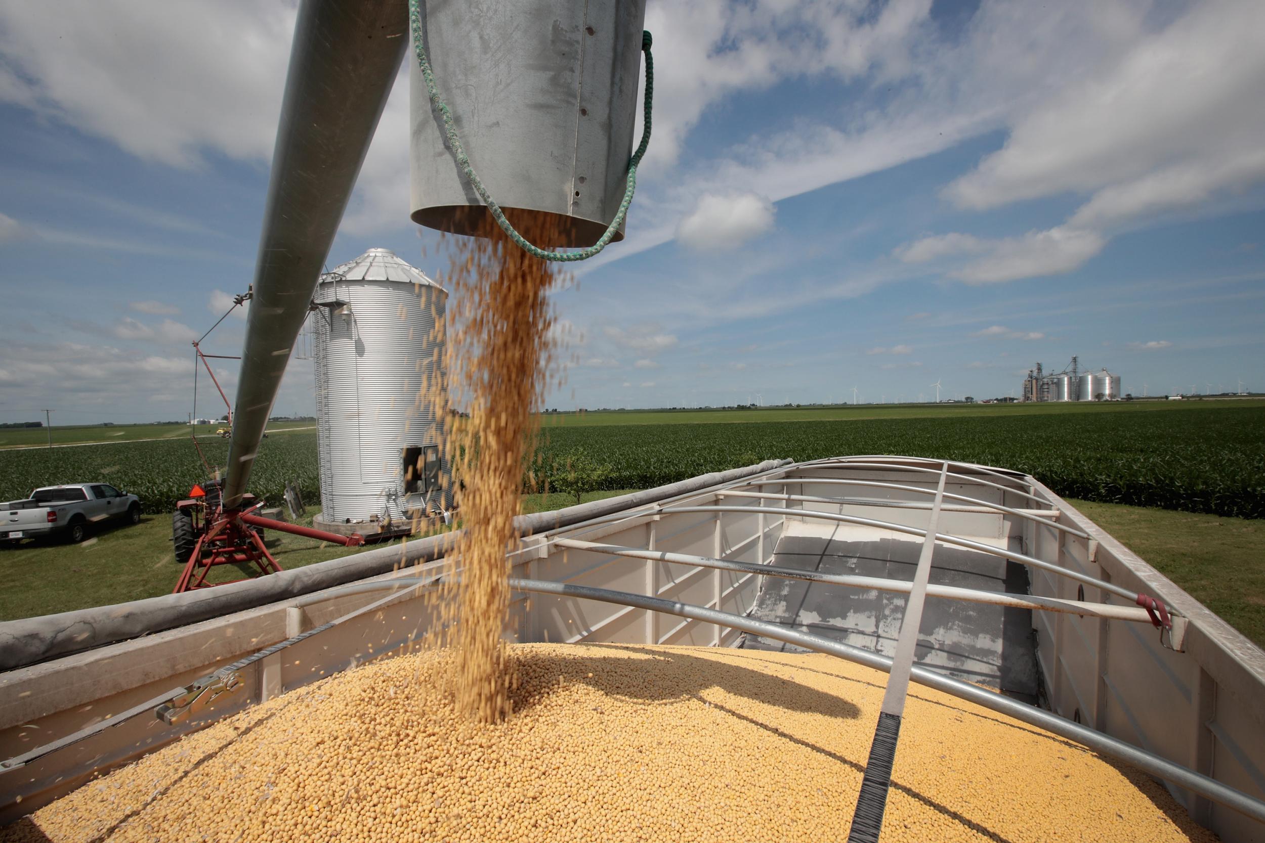 Soybeans are one of the American products hardest hit by retaliatory tariffs