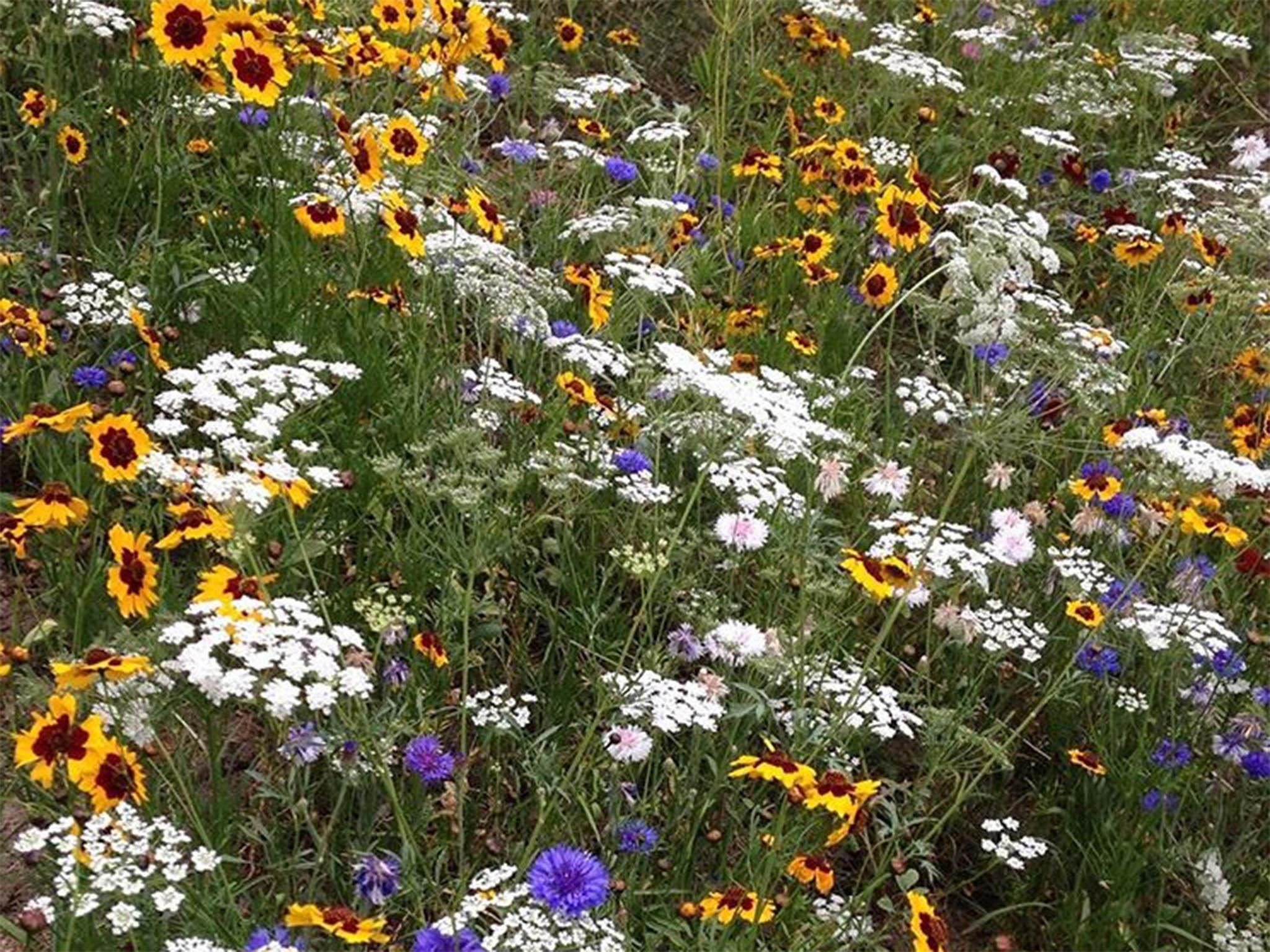 Bees pollinate a third of crops and 90 per cent of wild plants