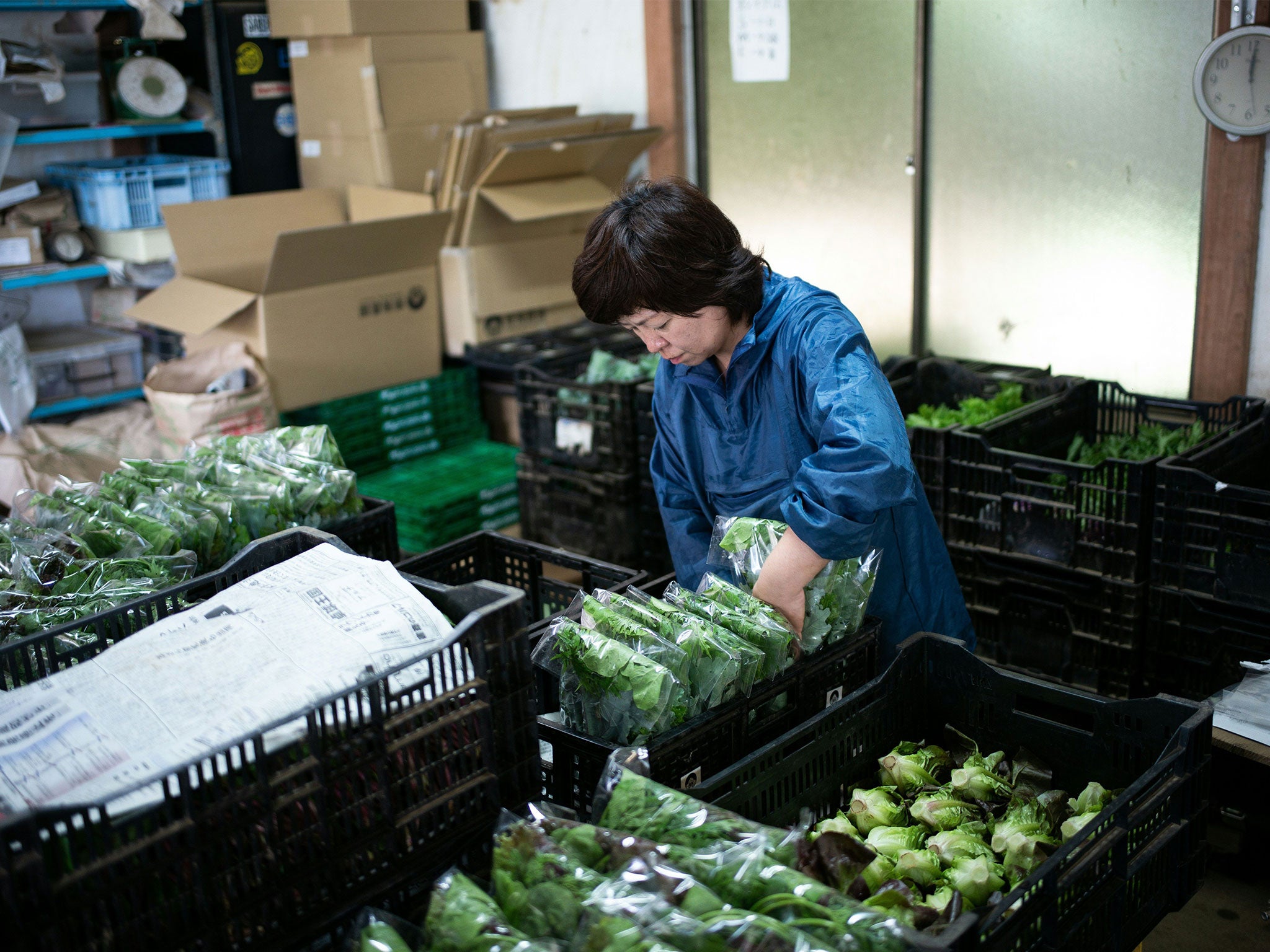 Price of cabbages is 65 per cent up on a normal July