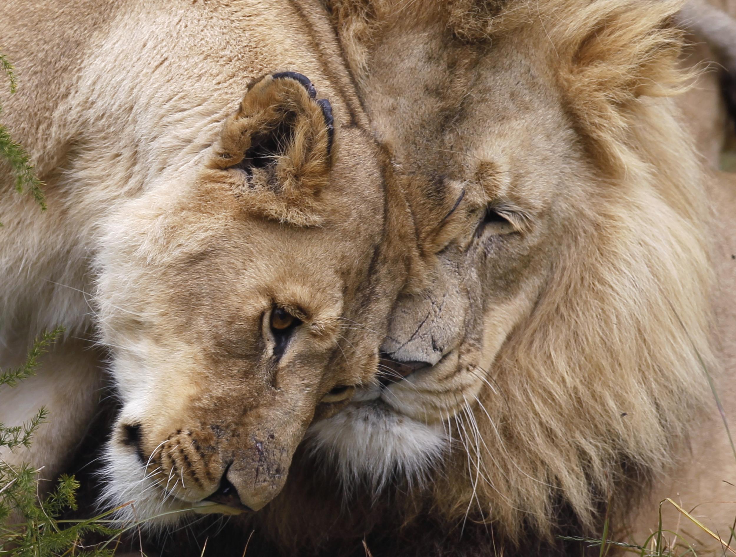 A new report looks at applications for 33 Americans to import lion trophies between 2016 and 2018.