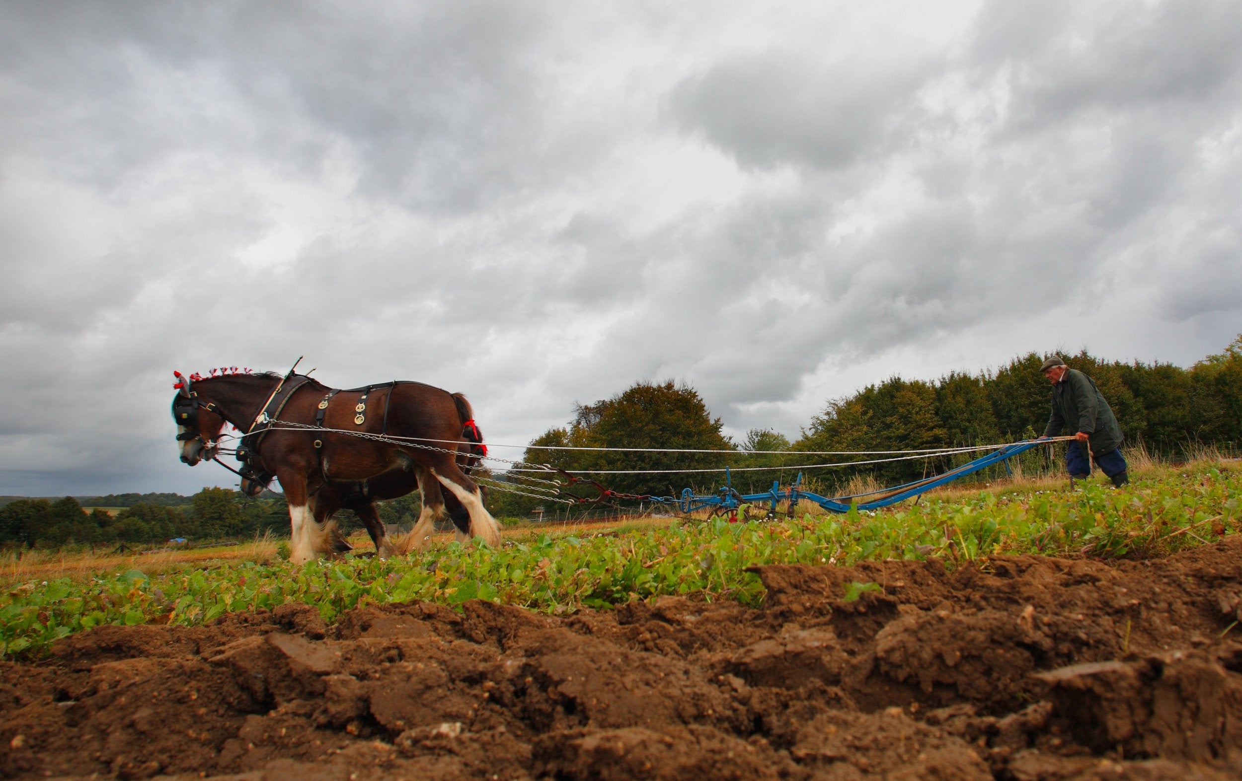 Despite having been a feature of the British landscape for centuries, the Shire Horse is now in danger of extinction in the UK