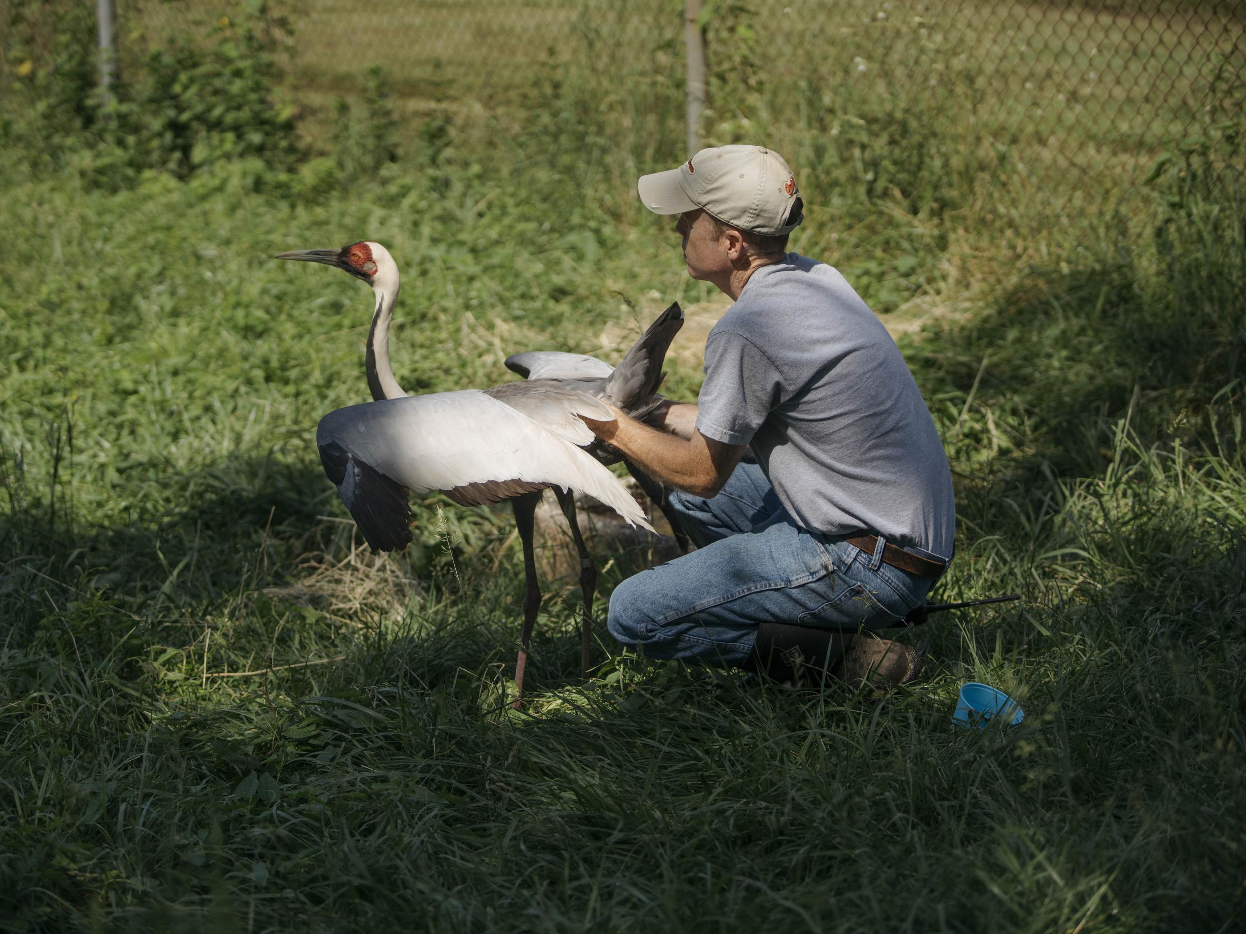 Crowe goes through the motions of artifical insemination by mimicking the behaviour of a male crane with Walnut