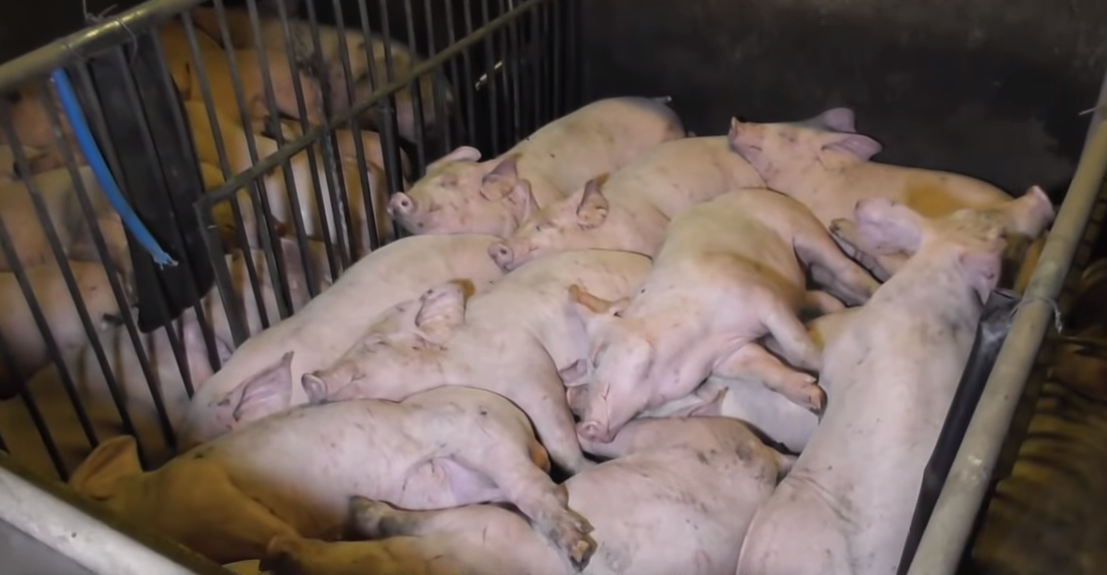 Animals were crammed in so tightly they were forced to lie on each other in soaring temperatures