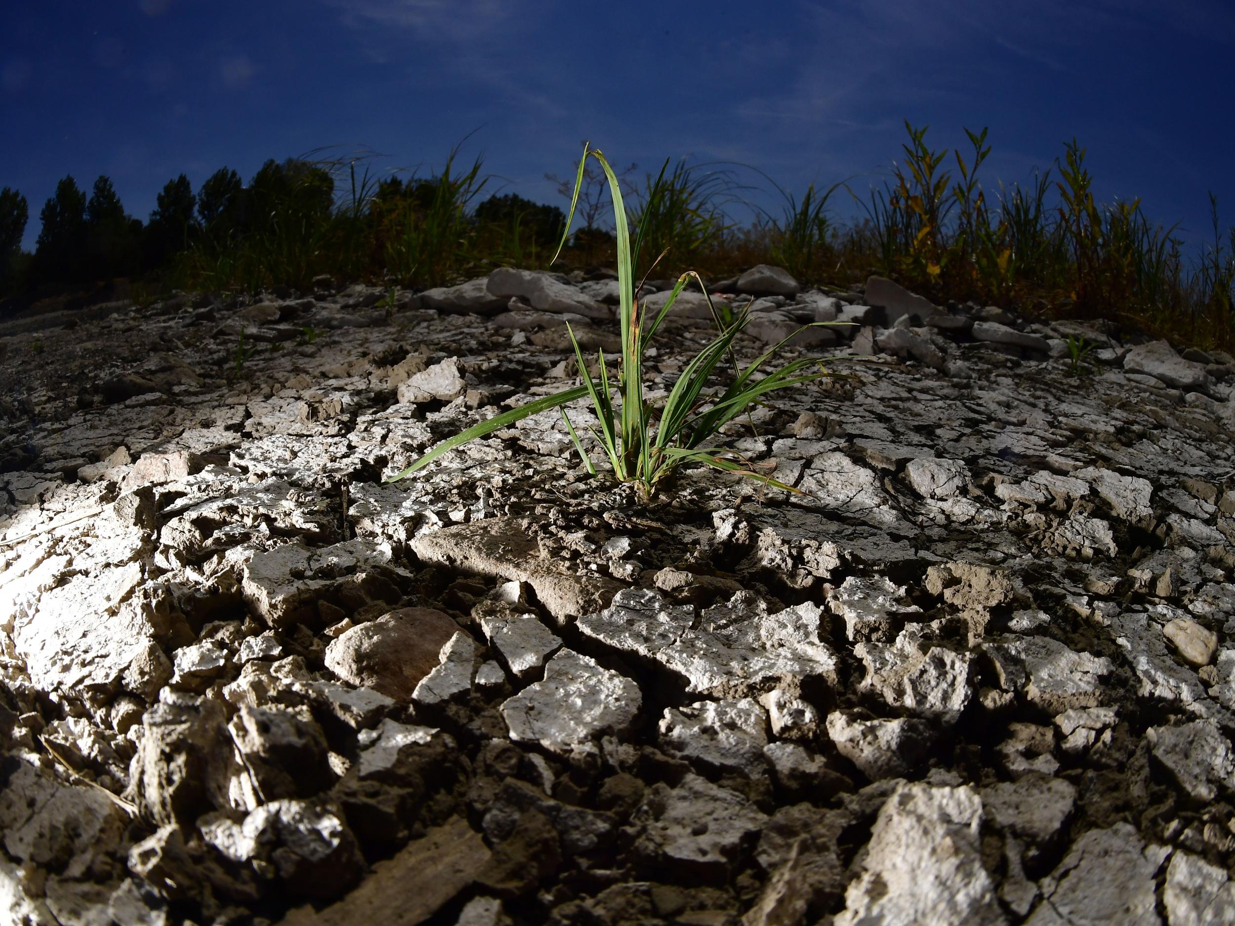 Potential end-of-century carbon dioxide levels could result in temperatures seen in recent heatwave becoming the norm