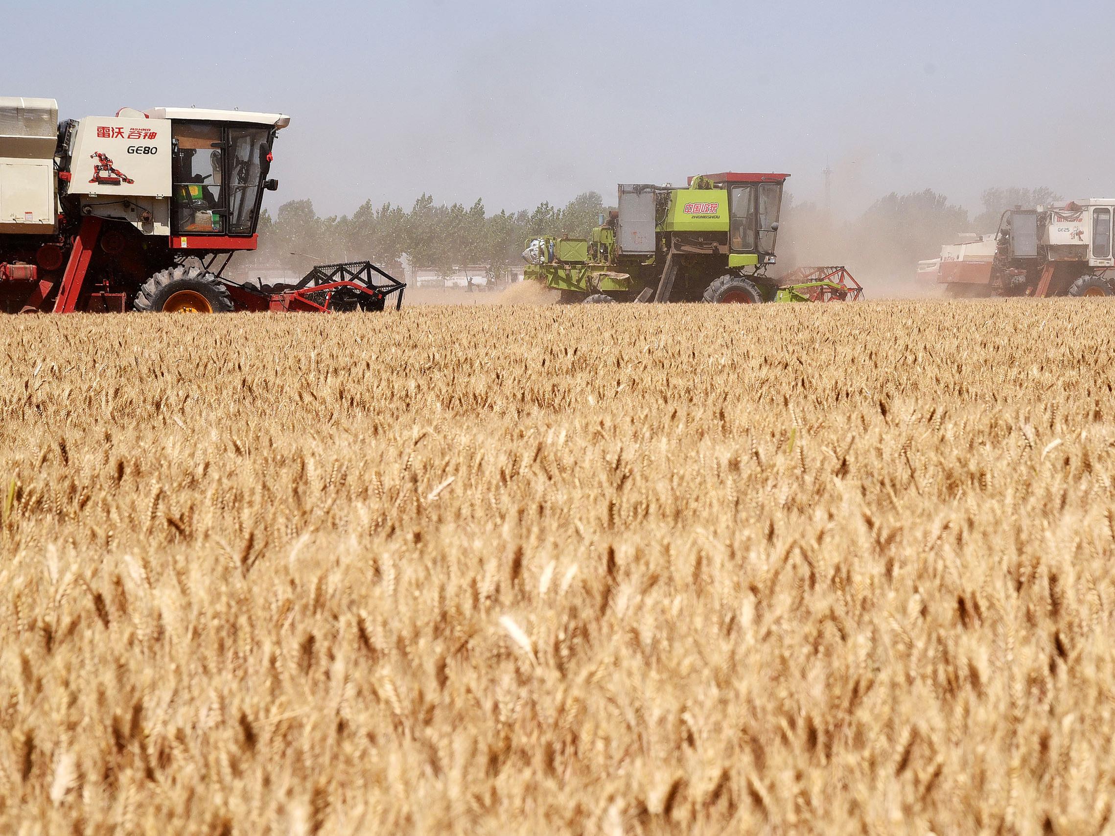 The fertile North China Plain is home to huge areas of farmland, which may be compromised if future heatwaves make spending time outside difficult