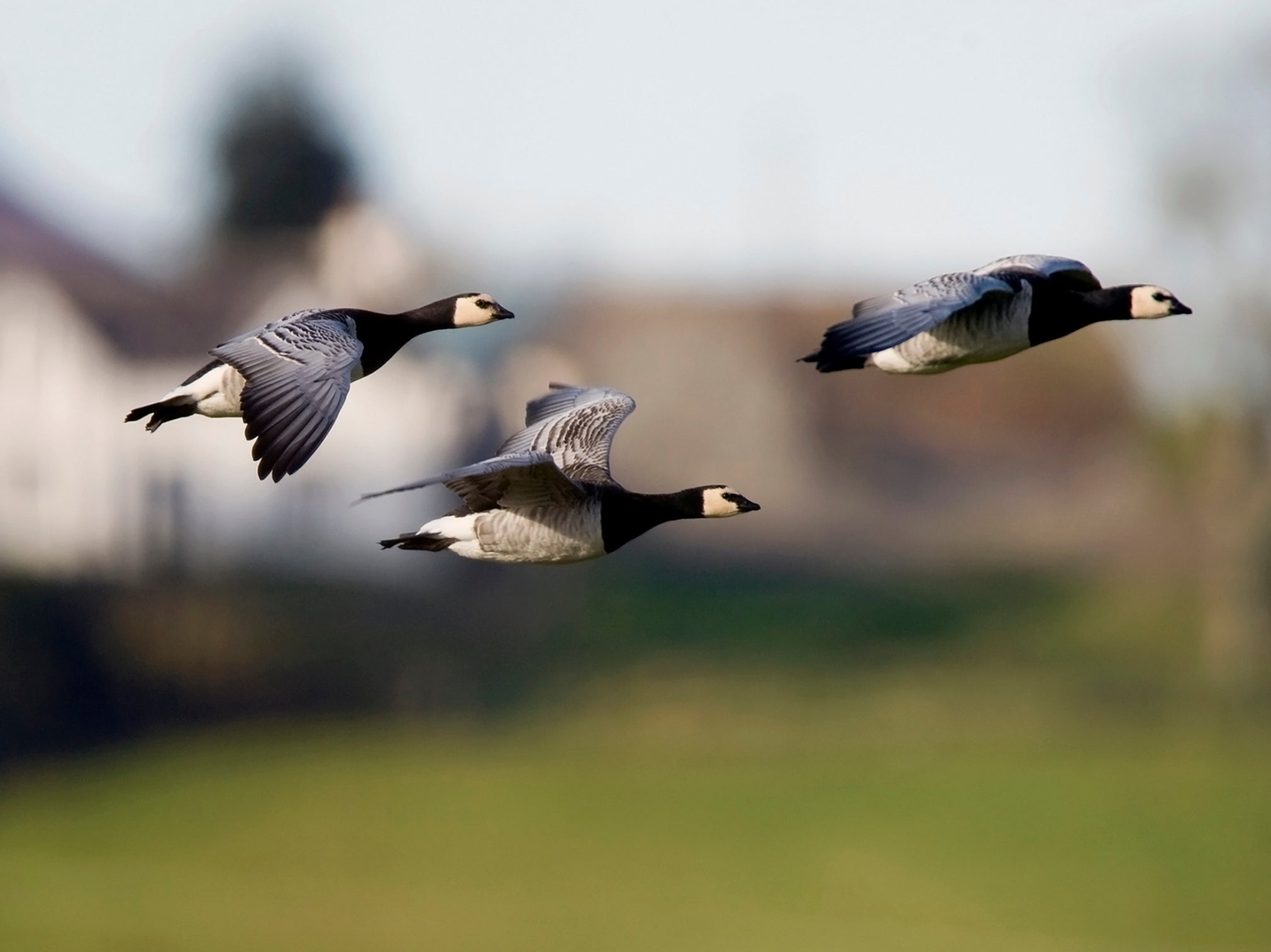 Changes in daylight and environmental cues mean the birds are arriving at their nesting sites too late and leaving too early