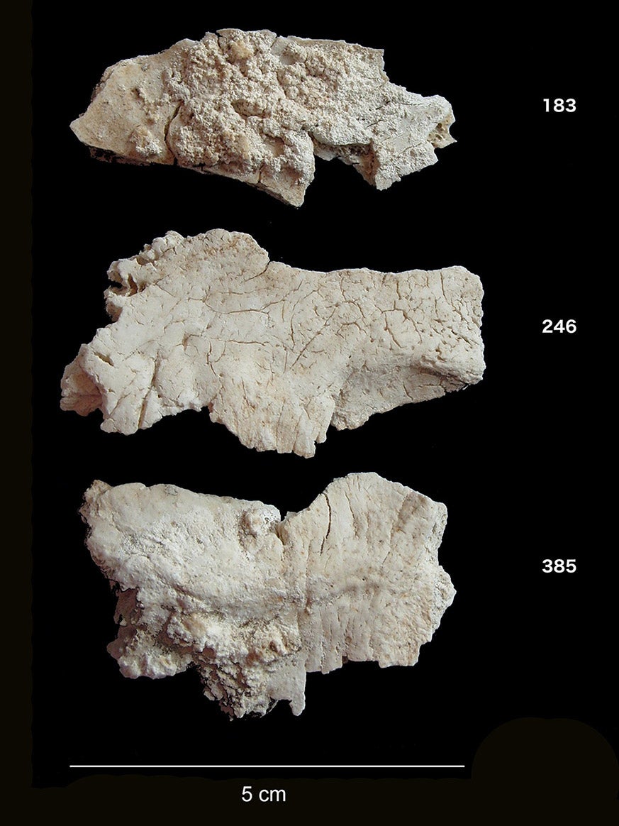 Three of the cremated cranial fragments used in the study on a black background