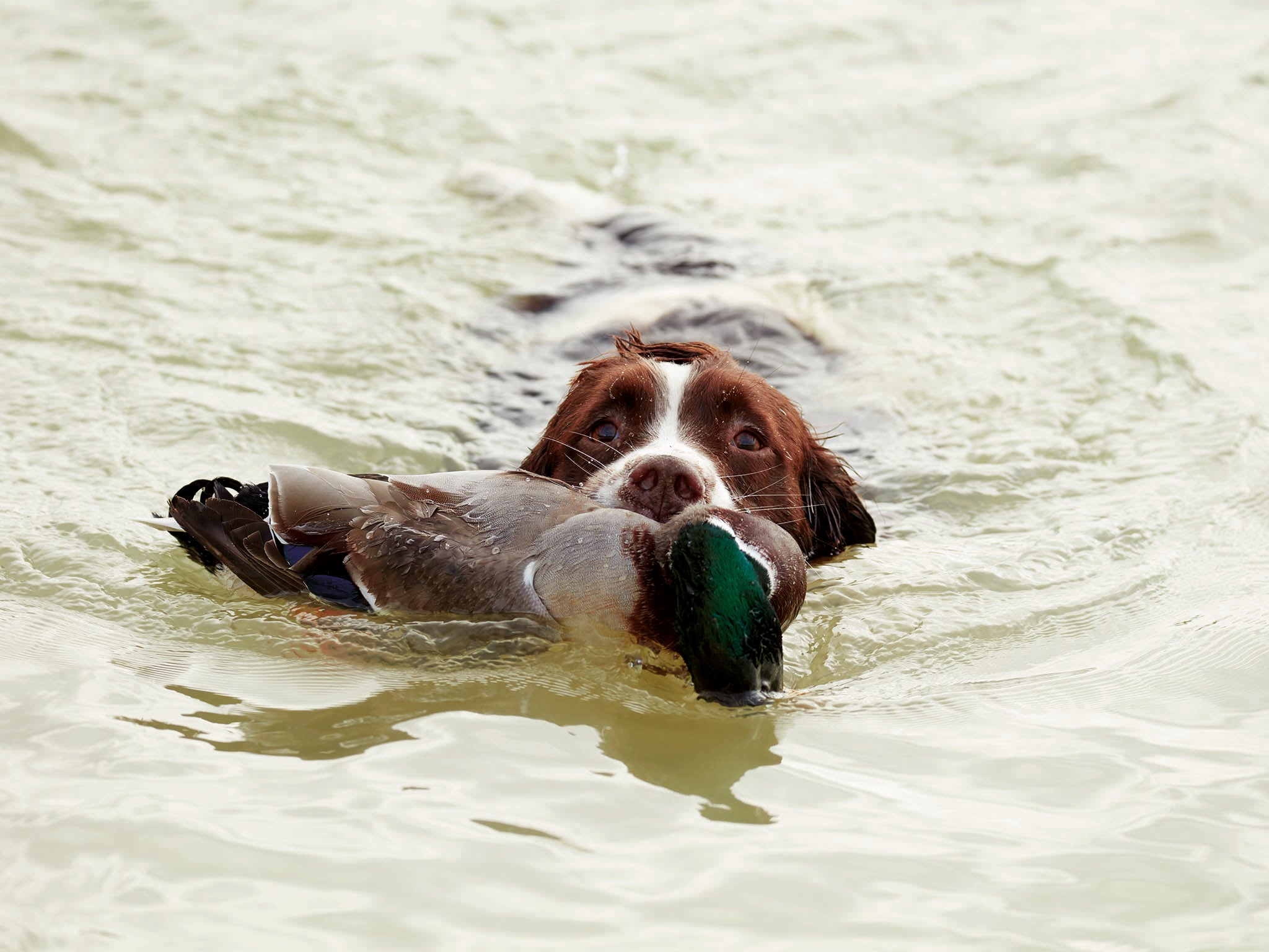 Wild duck tastes completely different to ducks reared inside – they’re usually half the size, lean and have little fat