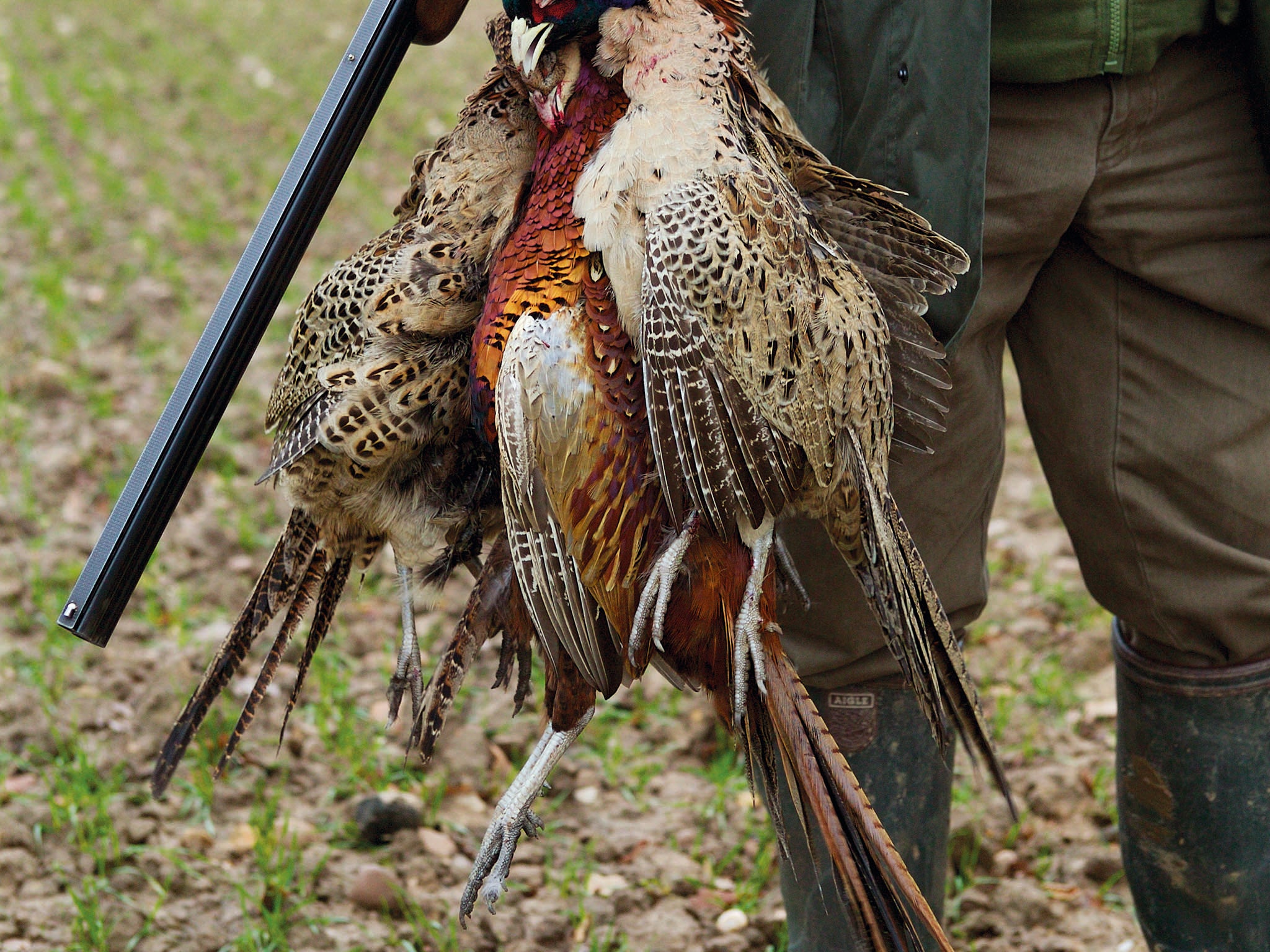 Around 700,000 grouse will be shot and served up in top restaurants during the season