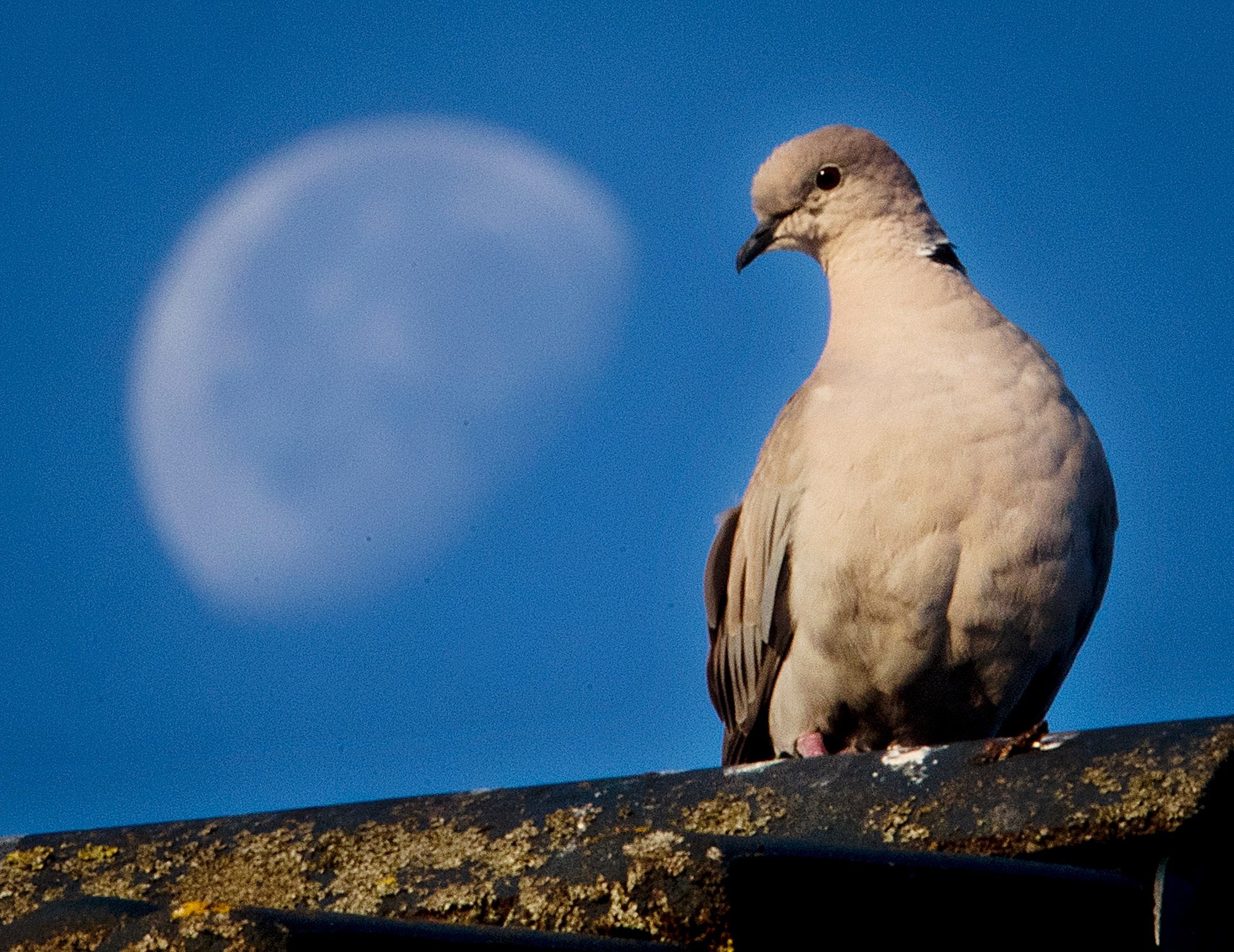 <p>A pigeon sits on a roof contemplating the moon</p>