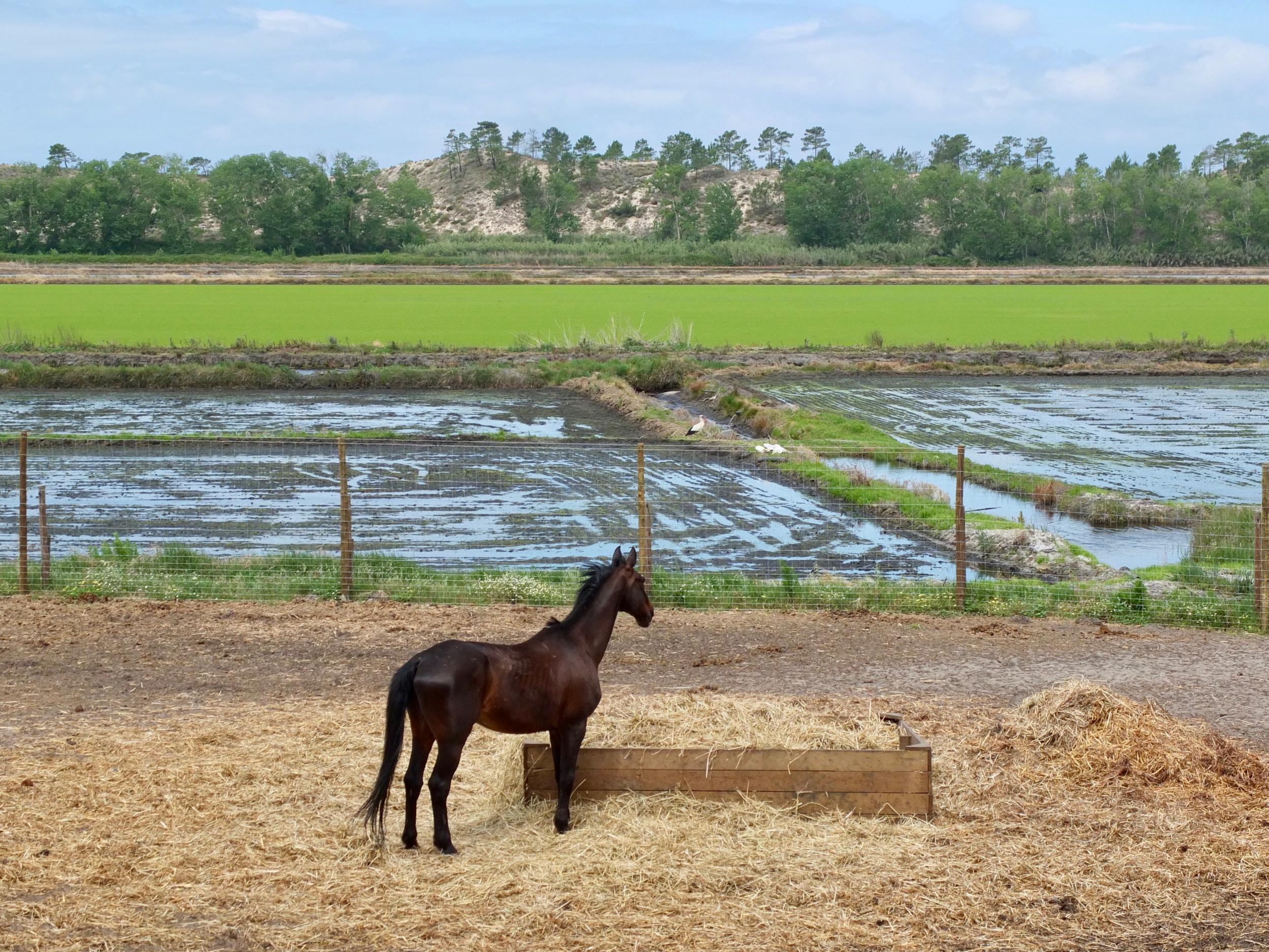 The area can be explored on horseback