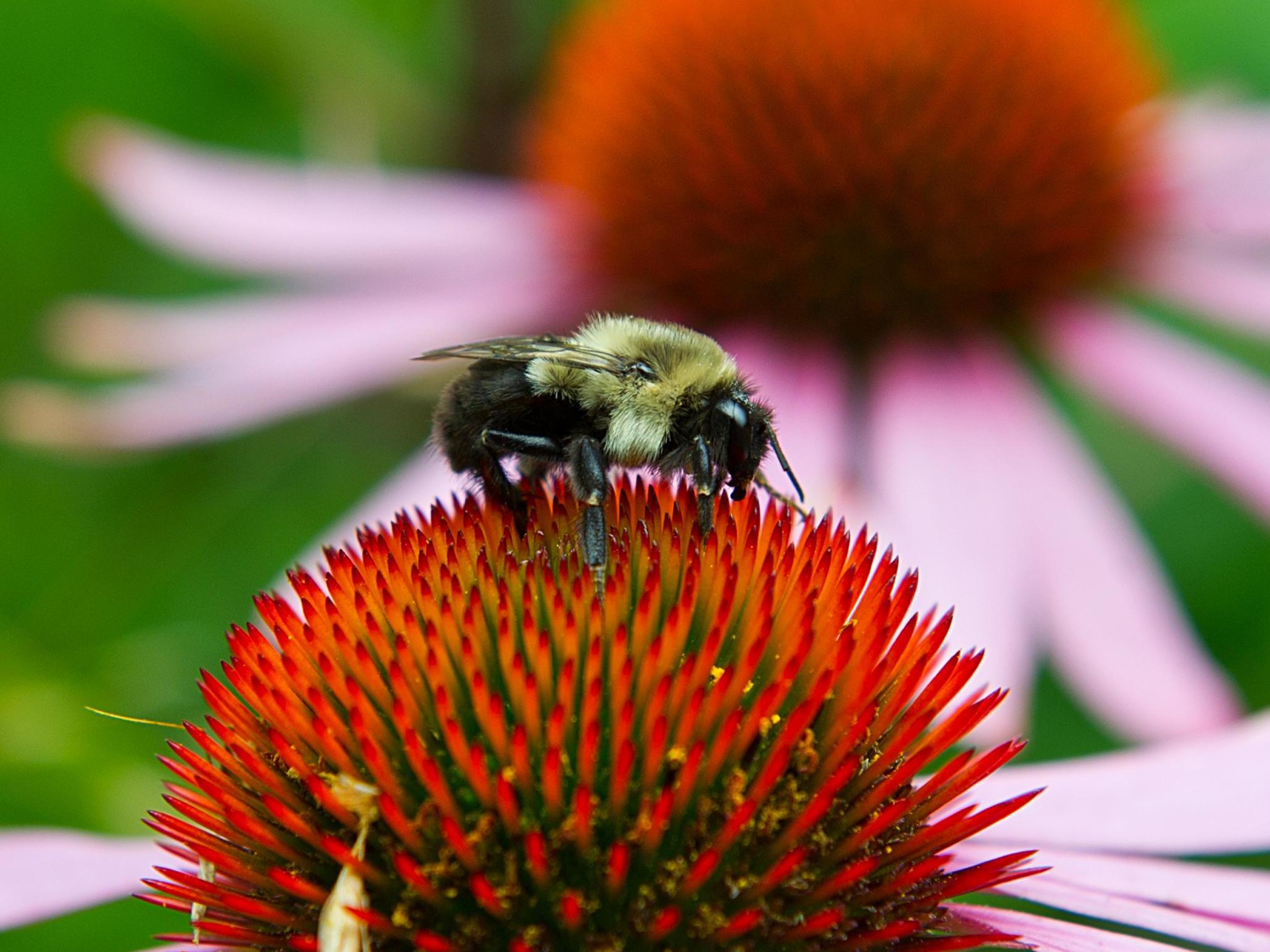 Neonic pesticides have been linked to the decline in bee populations