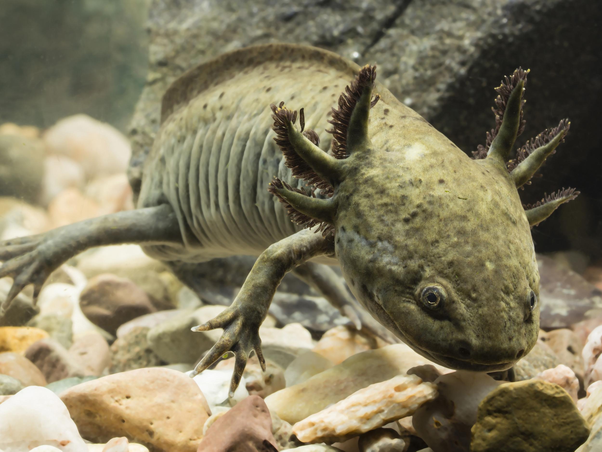 Ambystoma dumerilii, known by locals as achoques, are found nowhere but Lake Pátzcuaro but their numbers are falling fast