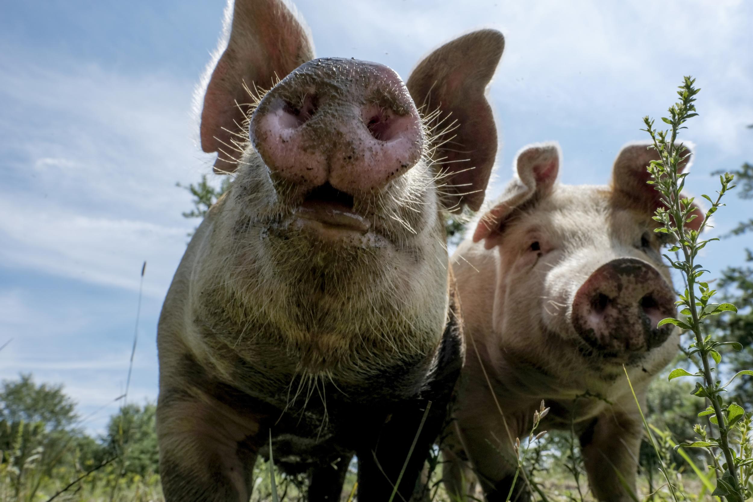 Timothy Yates produces pork sustainably from a farm on Broomgrass's common land