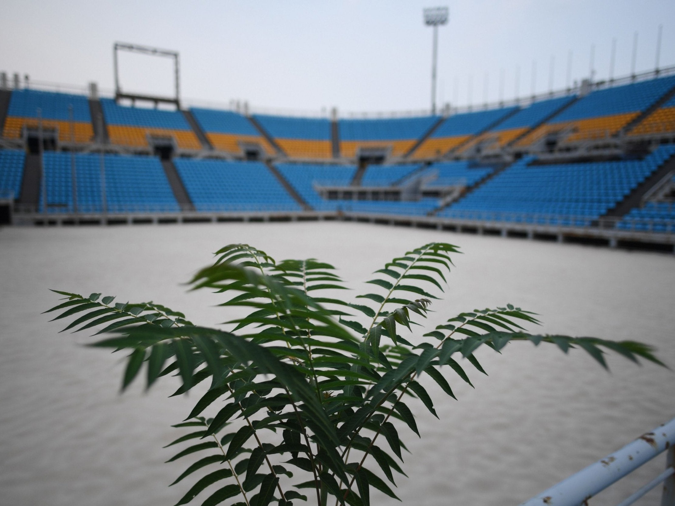 A plant growing in the beach volleyball stadium built for the 2008 Beijing Olympic Games