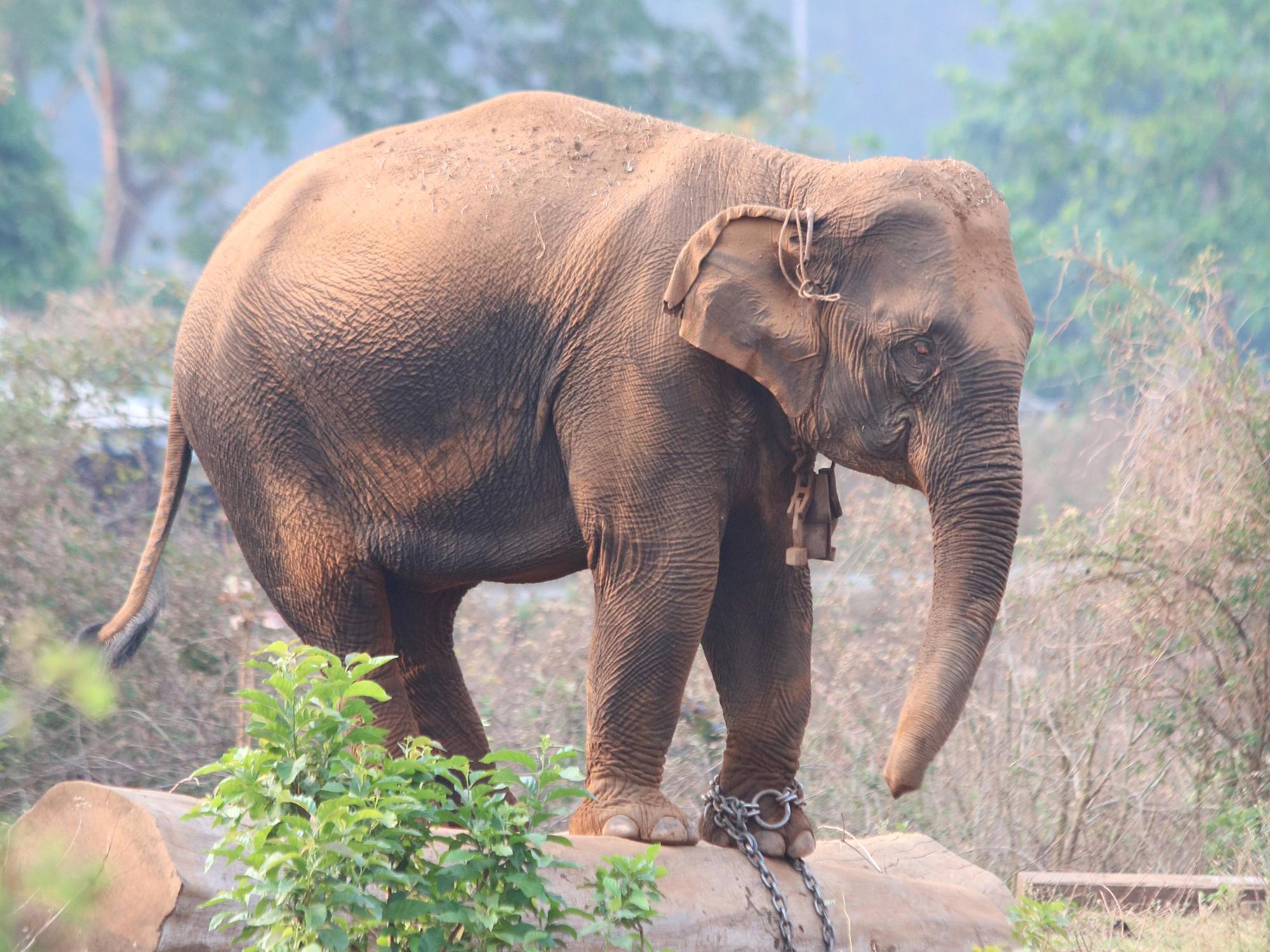 Elephants in Myanmar are used in the logging industry to haul timber