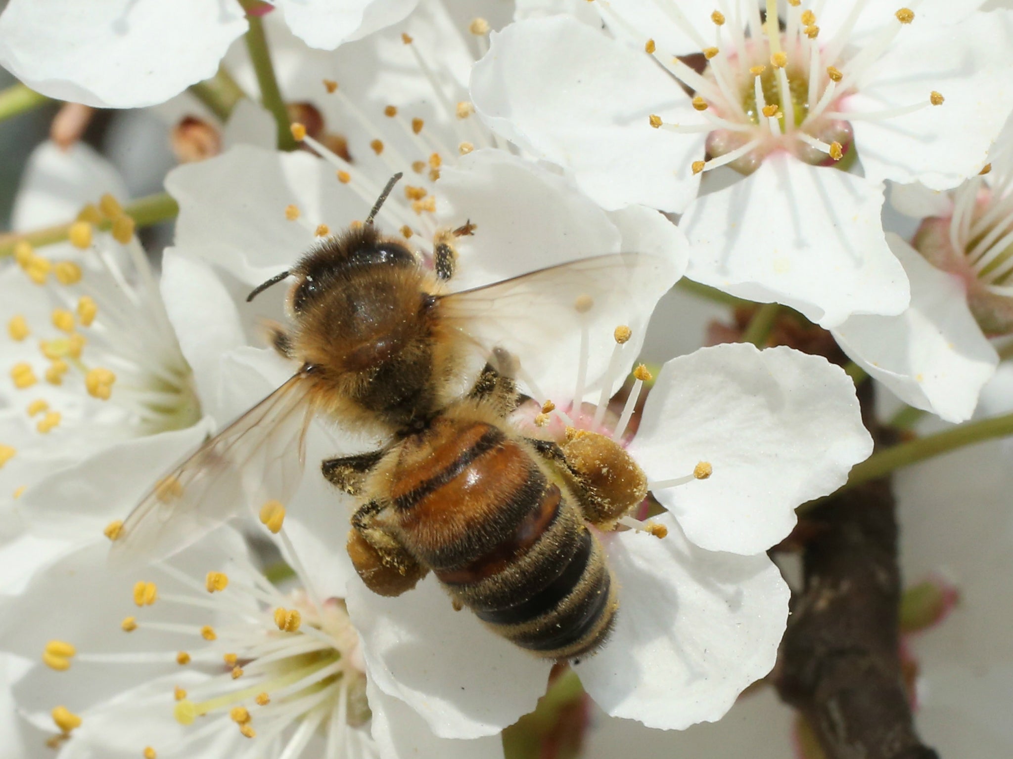 The administration of US President Donald Trump has lifted a ban on bee-killing chemicals and genetically modified crops in wildlife refuges across the country